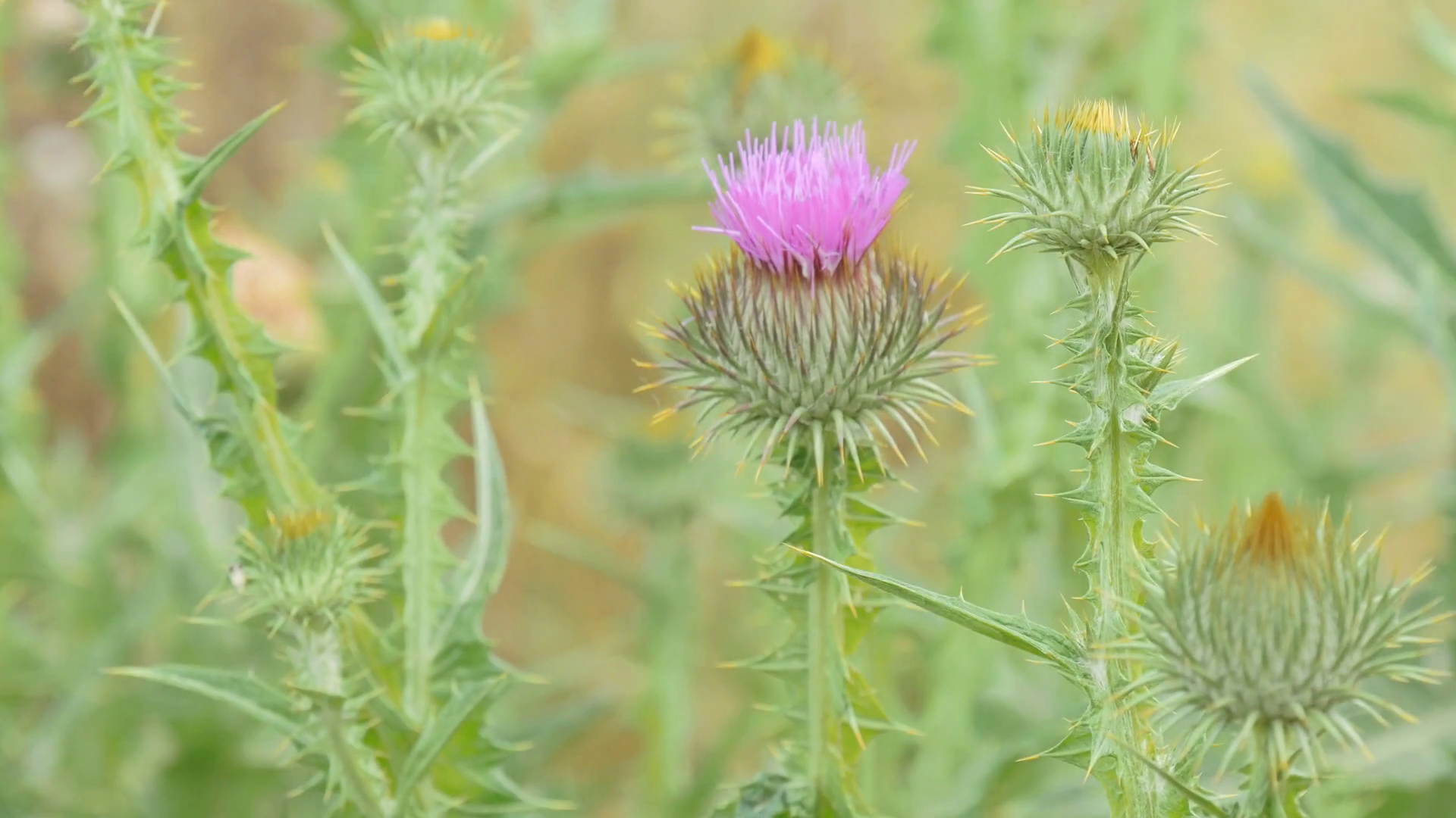 Close-up of flower on thistle plant in the field Stock Video Footage ...