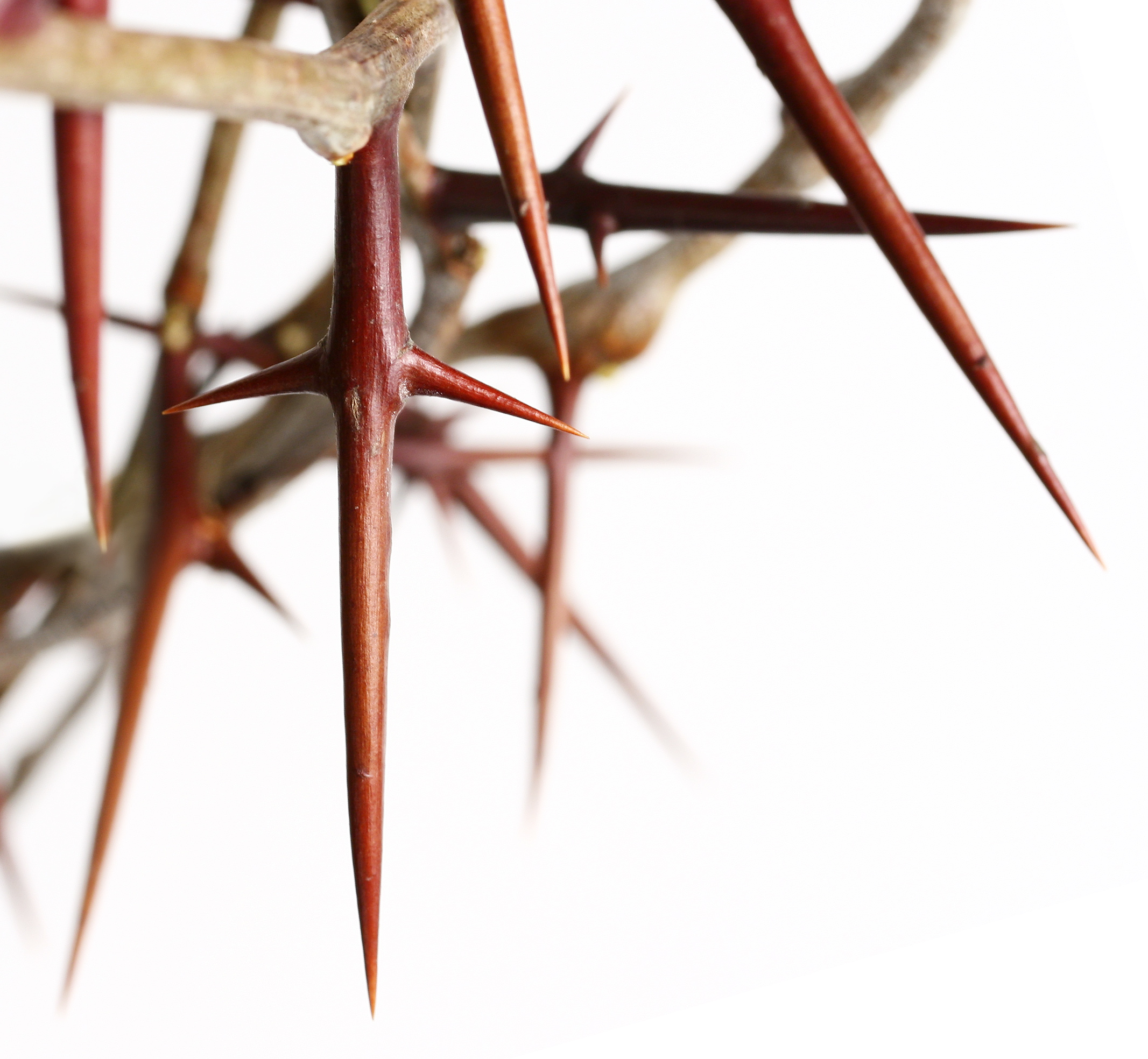 Why a Crown of Thorns? | Genesis Matters