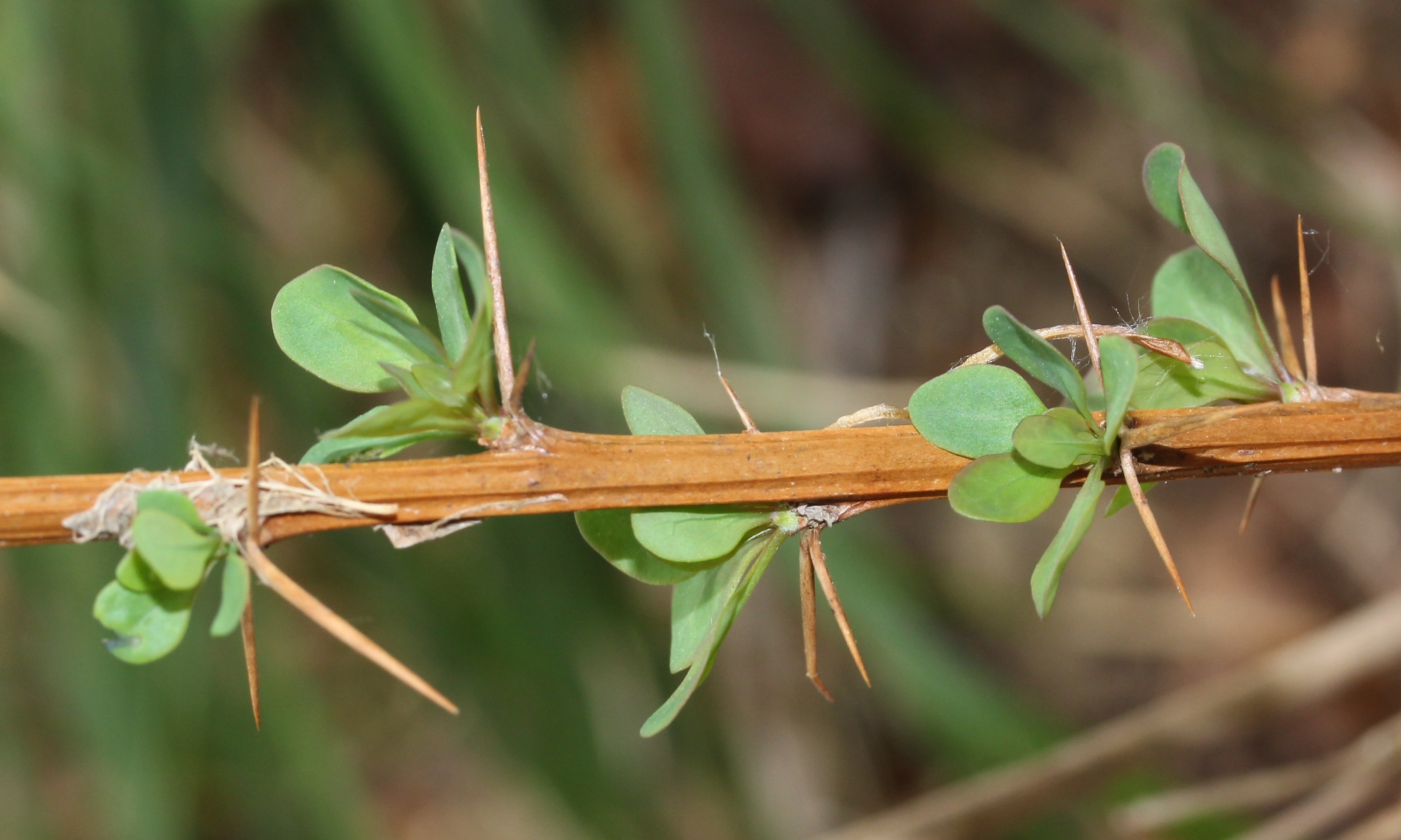 File:Berberis thunbergii (thorns).jpg - Wikimedia Commons