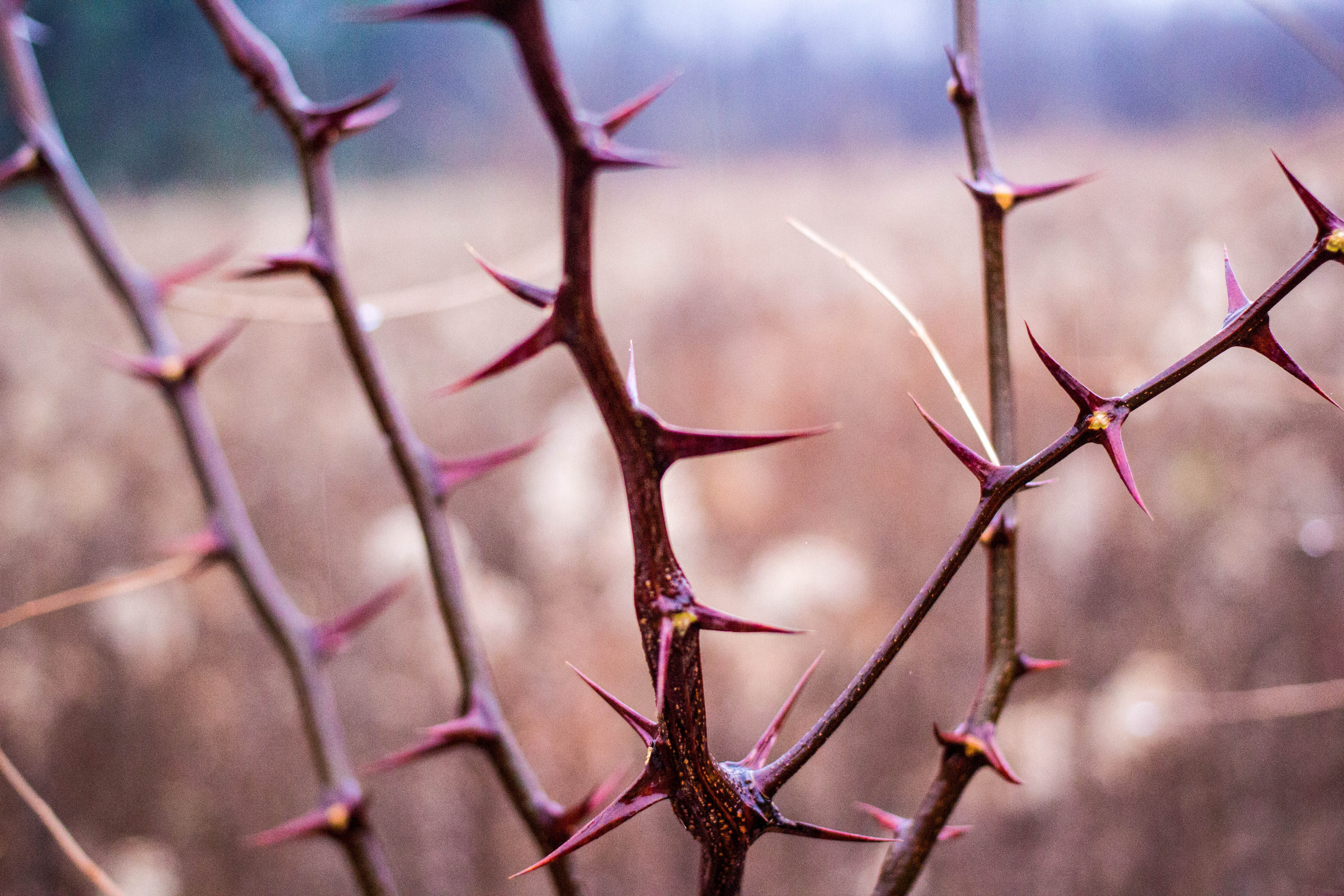 thorns | Jesse-James Black Photography