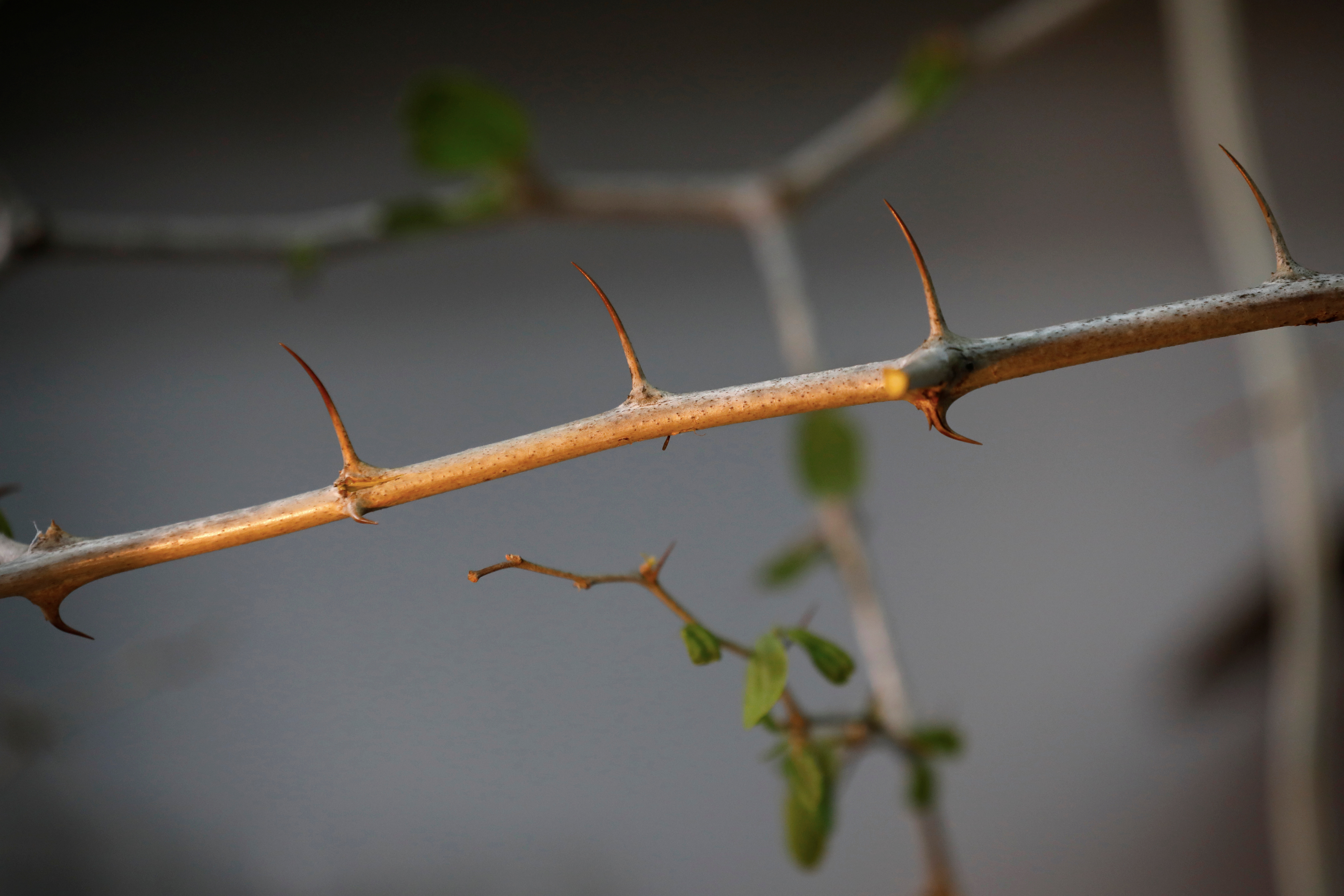 Christ's 'Crown of Thorns' Tree May Help in Climate Change Fight ...