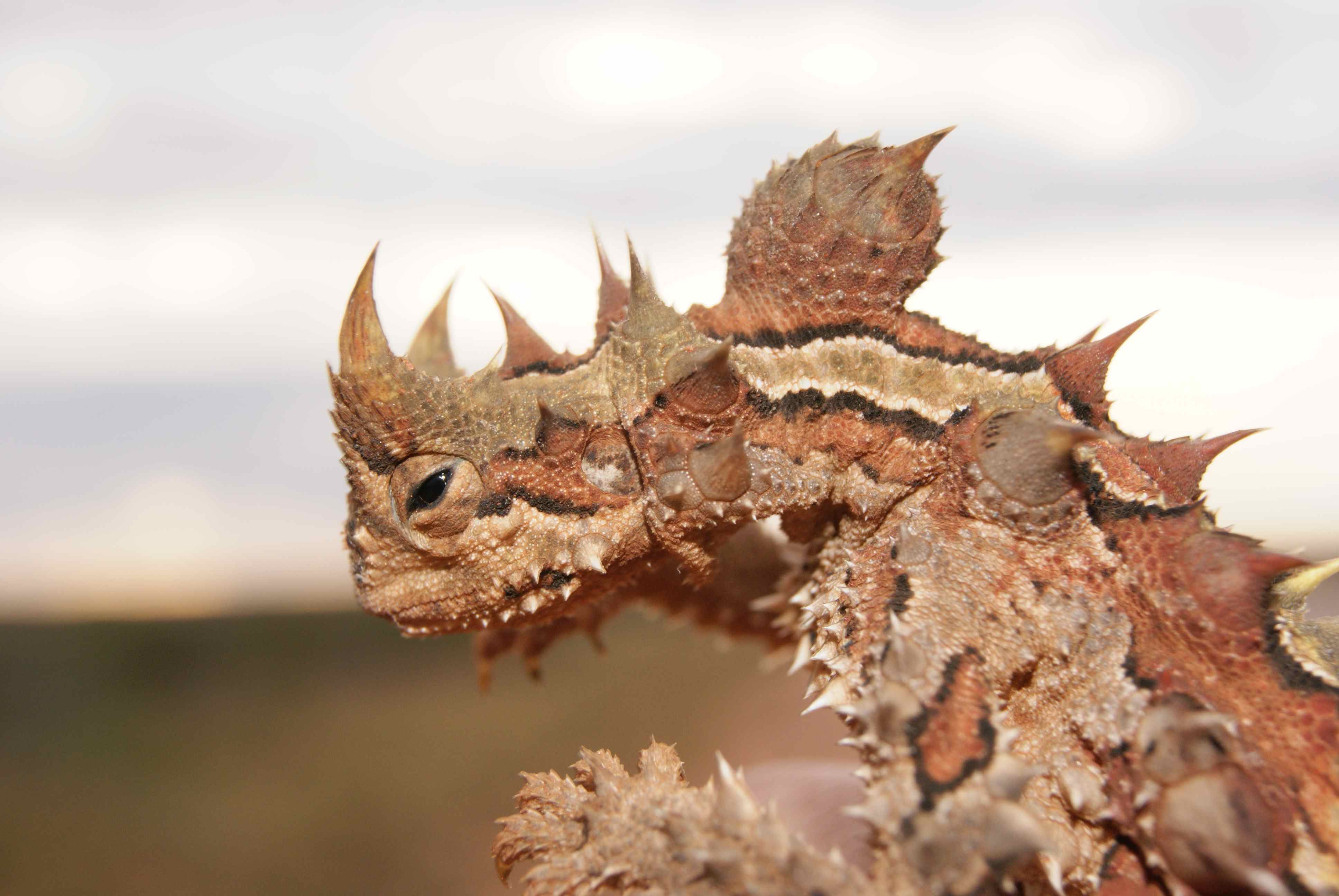 Thorny Devil Wallpapers Images Photos Pictures Backgrounds