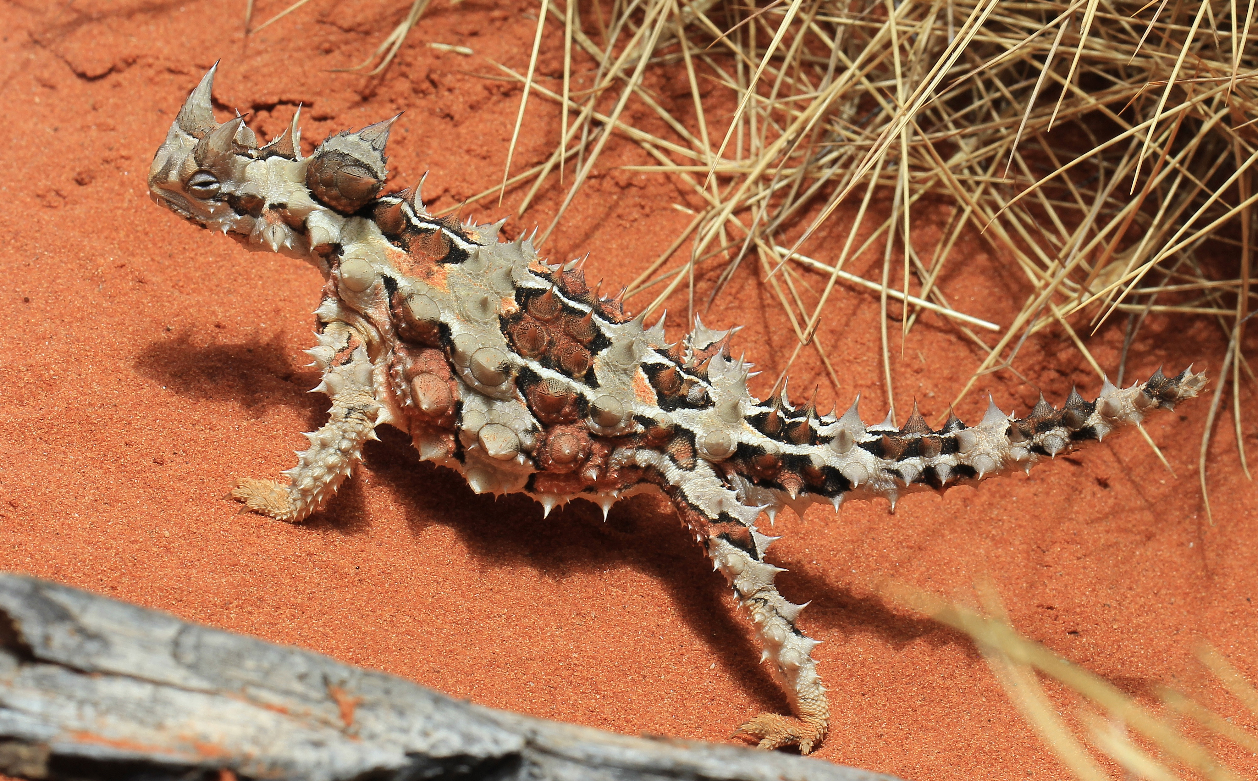 File:Moloch horridus, Thorny Devil, Alice Springs 2.jpg - Wikimedia ...