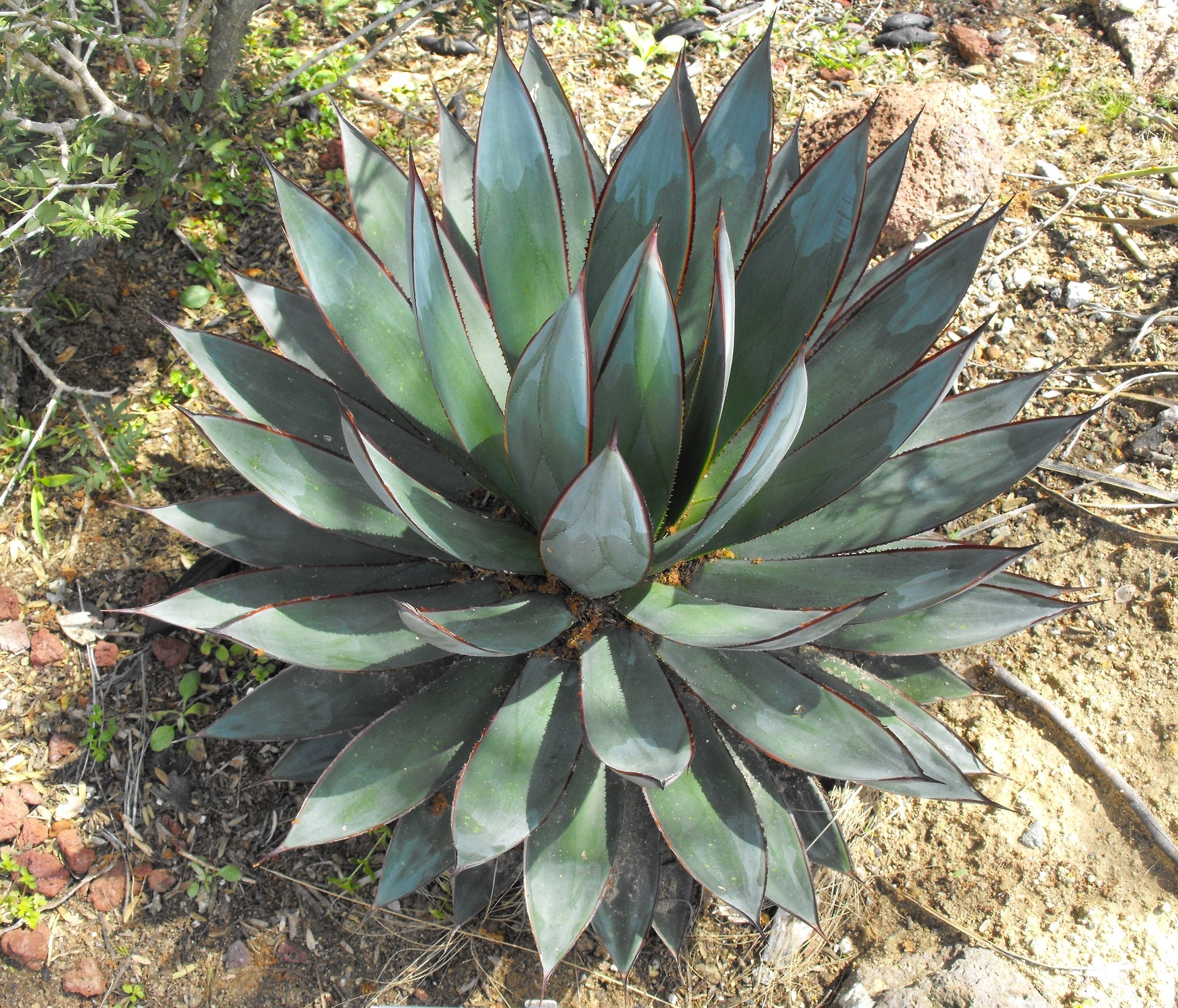 Free photo: Thorny Agave - Agave, Green, Nature - Free Download - Jooinn