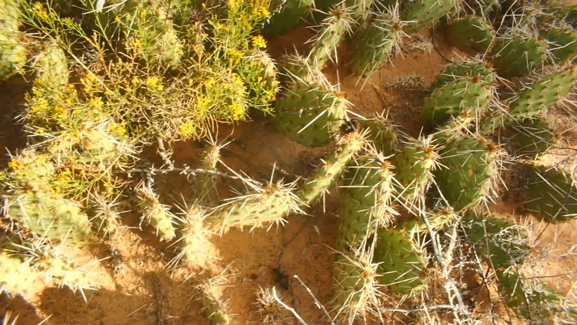 cactus on ground desert plant plants Stock Video Footage - VideoBlocks