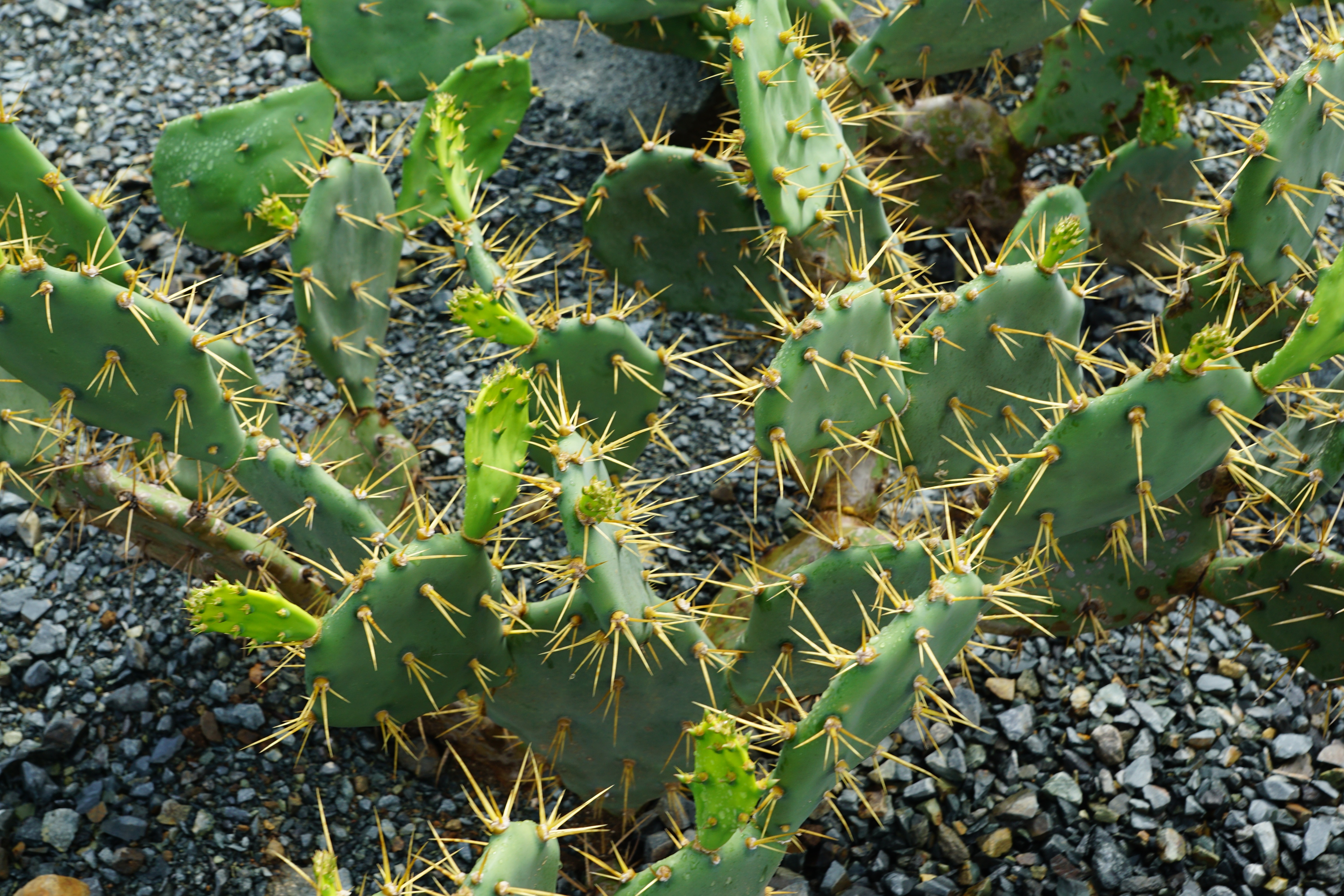 green thorny cactus free image | Peakpx
