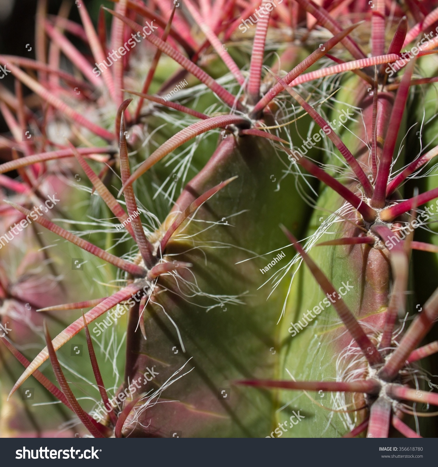 Red Thorn Cactus Closeup Round Cactus Stock Photo (100% Legal ...