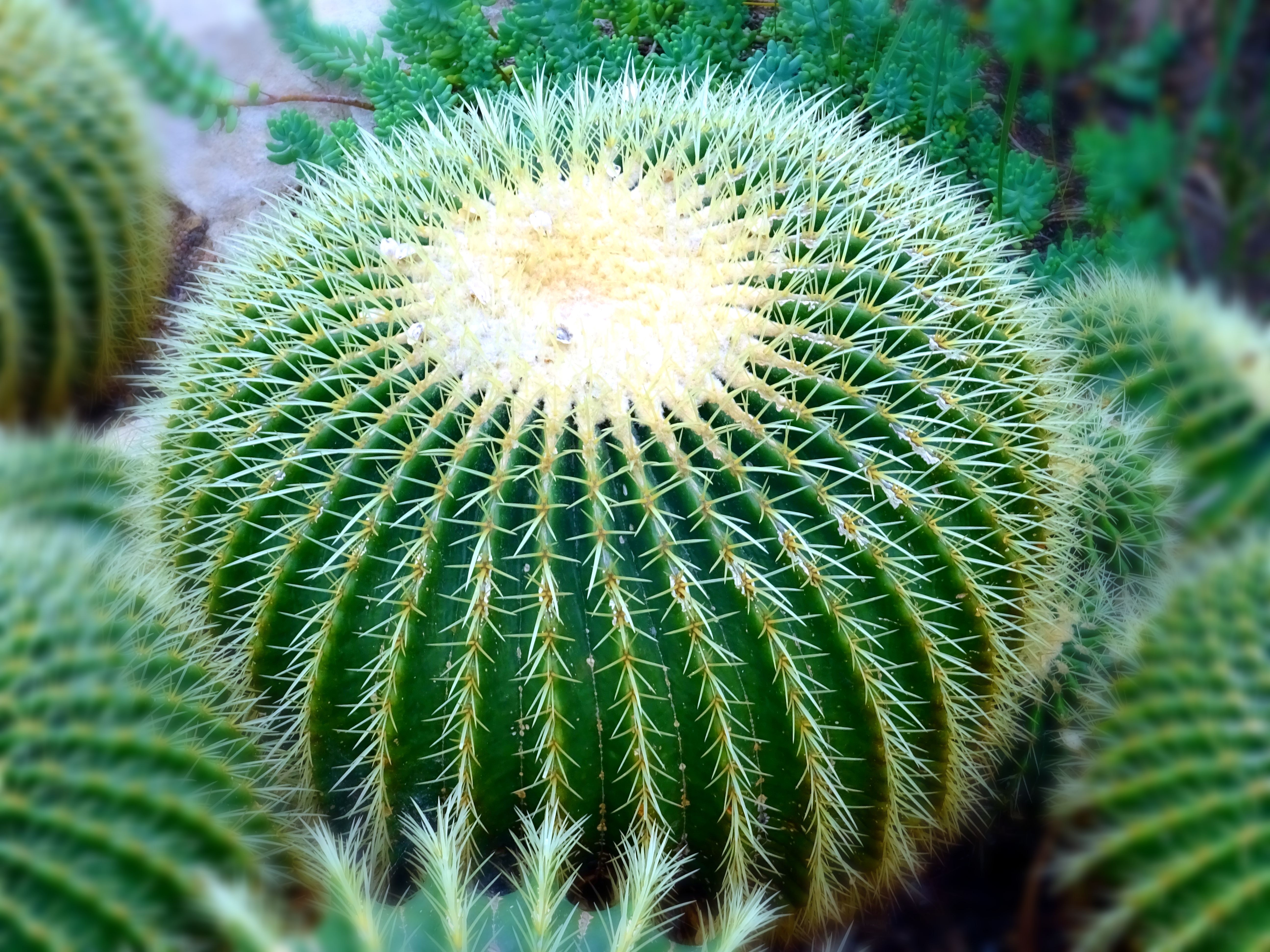 200+ Interesting Cactus Thorn Photos · Pexels · Free Stock Photos