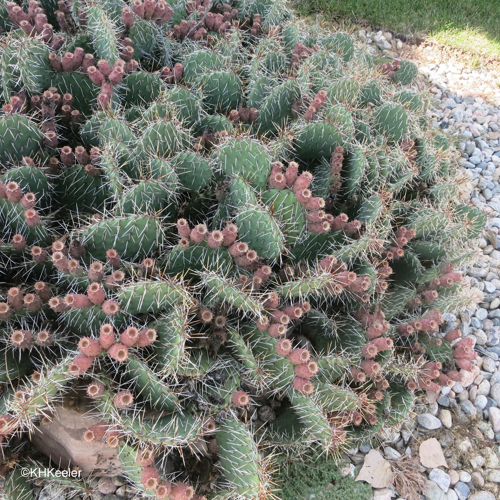 A Wandering Botanist: Nasty Plants: Some are Spiny, Thorny and Prickly