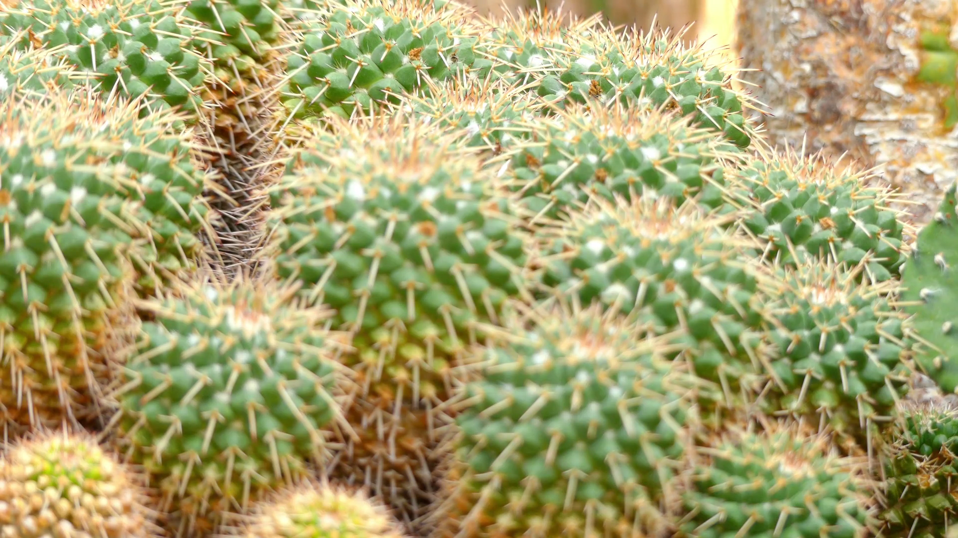 Transfer focus: Mammillaria compressa is species of cactus in ...