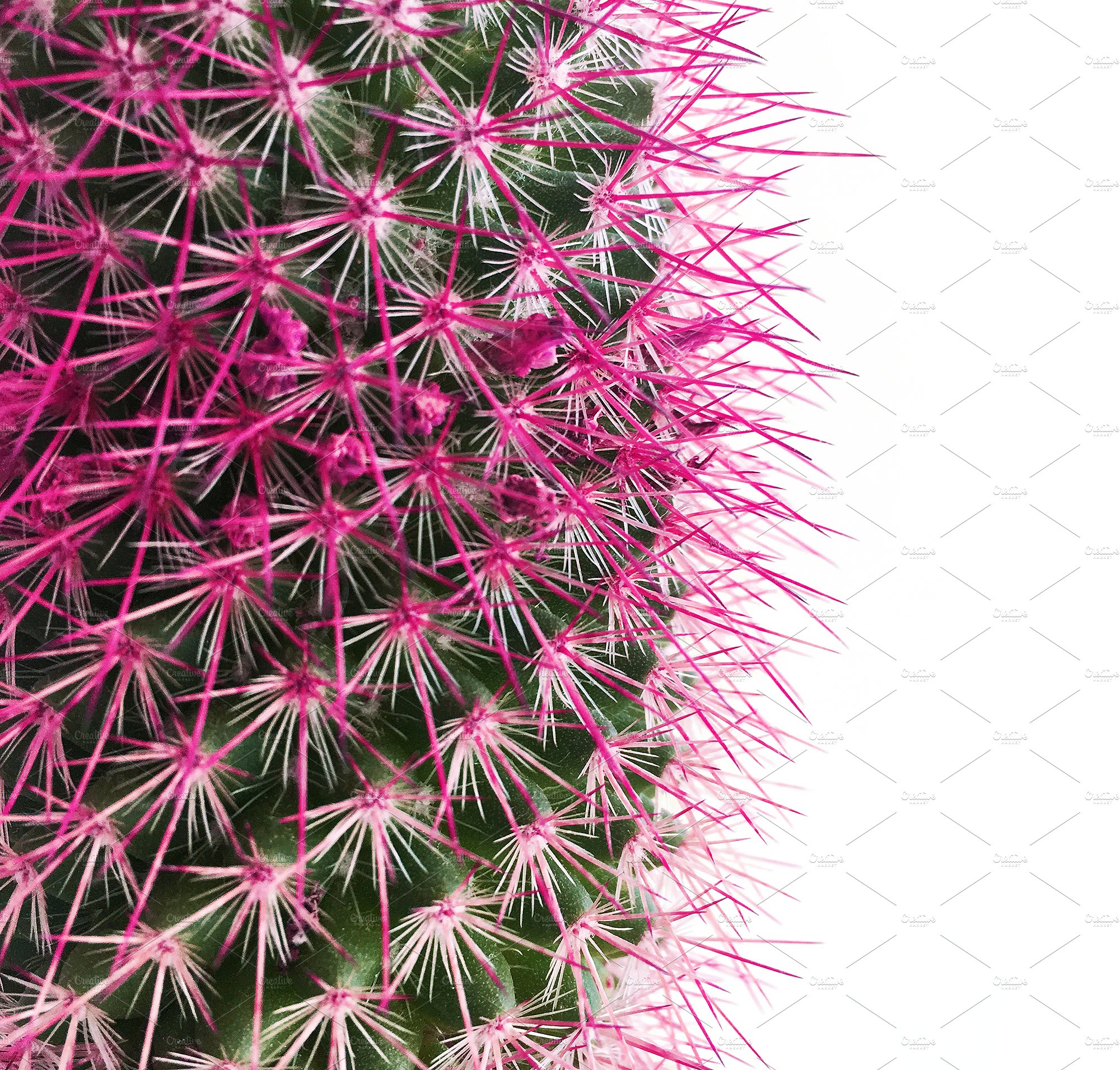 Detail of Cactus with Pink Spines ~ Arts & Entertainment Photos ...