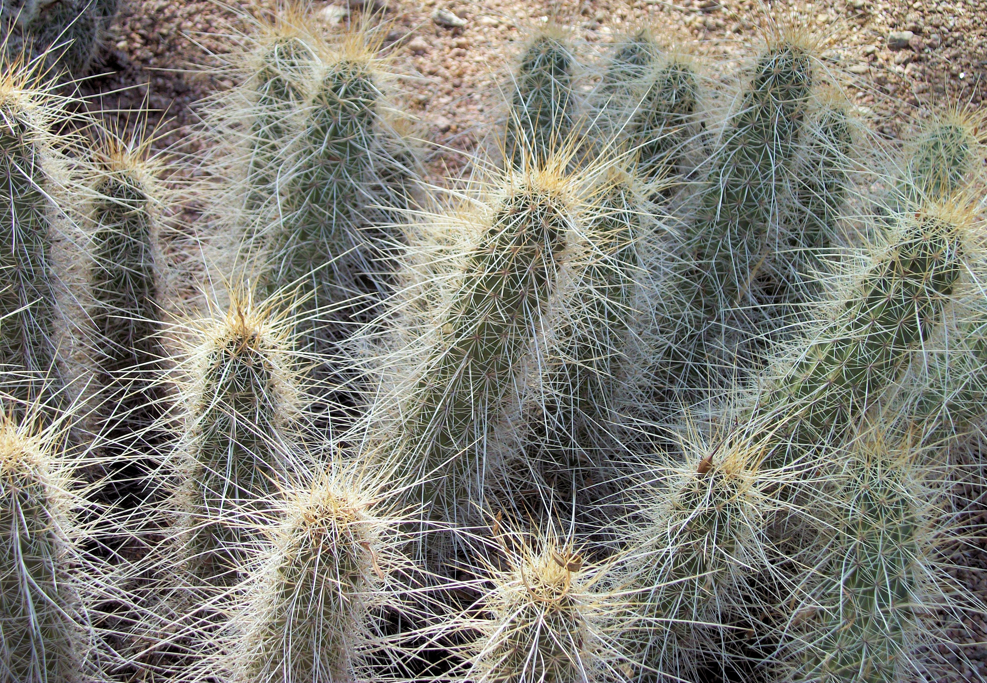 Desert: Thorny Cactus Cholla Thorns Desert Desktop Images for HD 16 ...