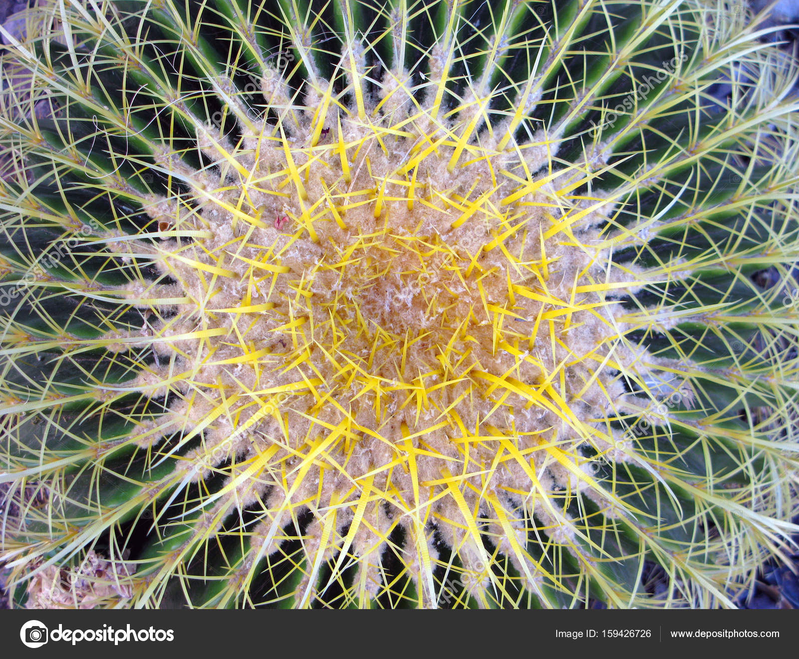 Thorny Cactus Background — Stock Photo © Foto.Toch #159426726