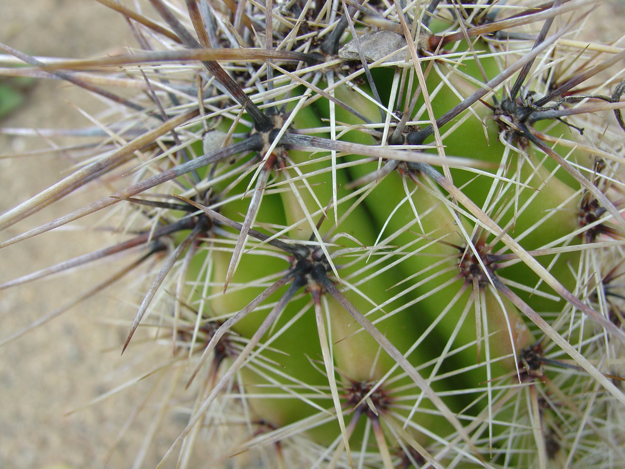 View image - Cactus Thorns - Abstract Influence