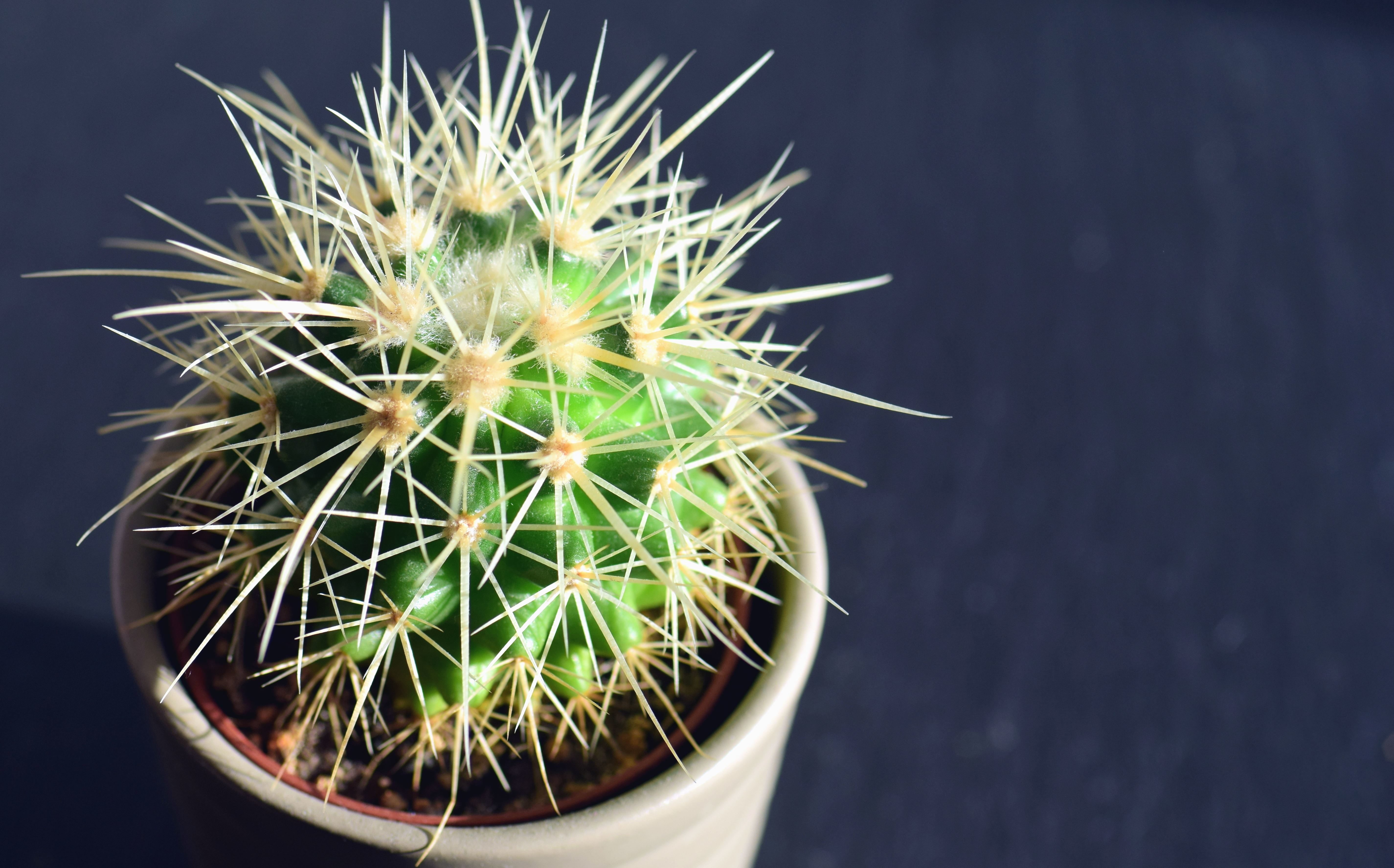 Free picture: cactus, plant, flower pot, thorn, flower