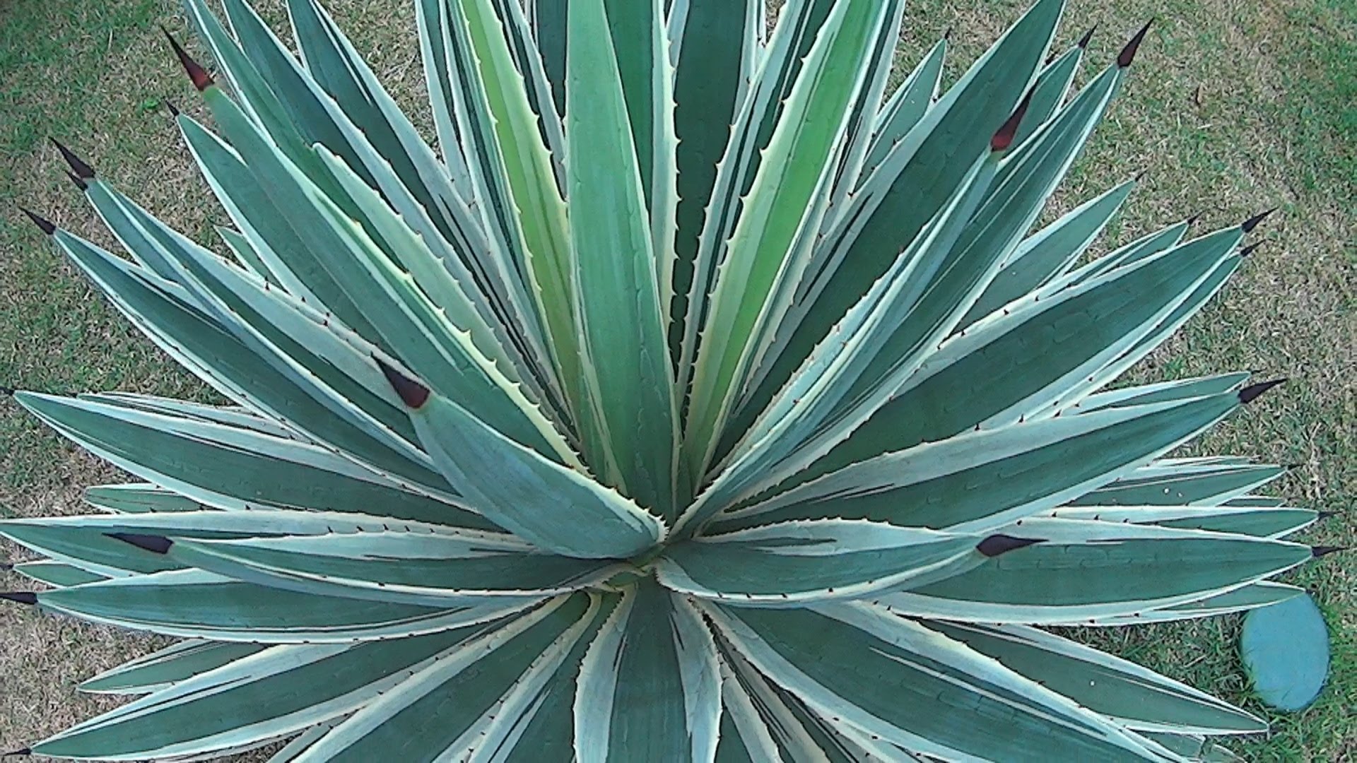 Thorny plant photo
