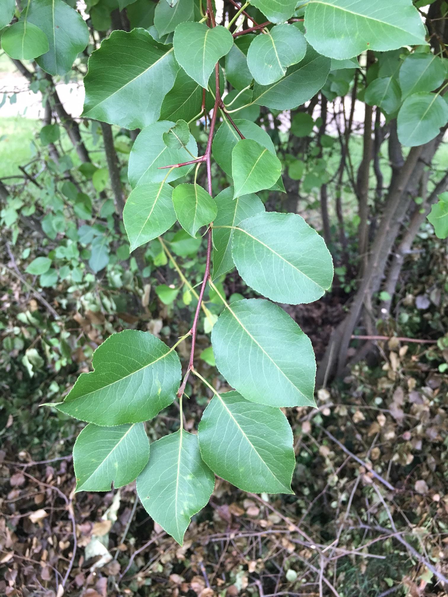 identification - Identify multi-stemmed thorny shrub with alternate ...