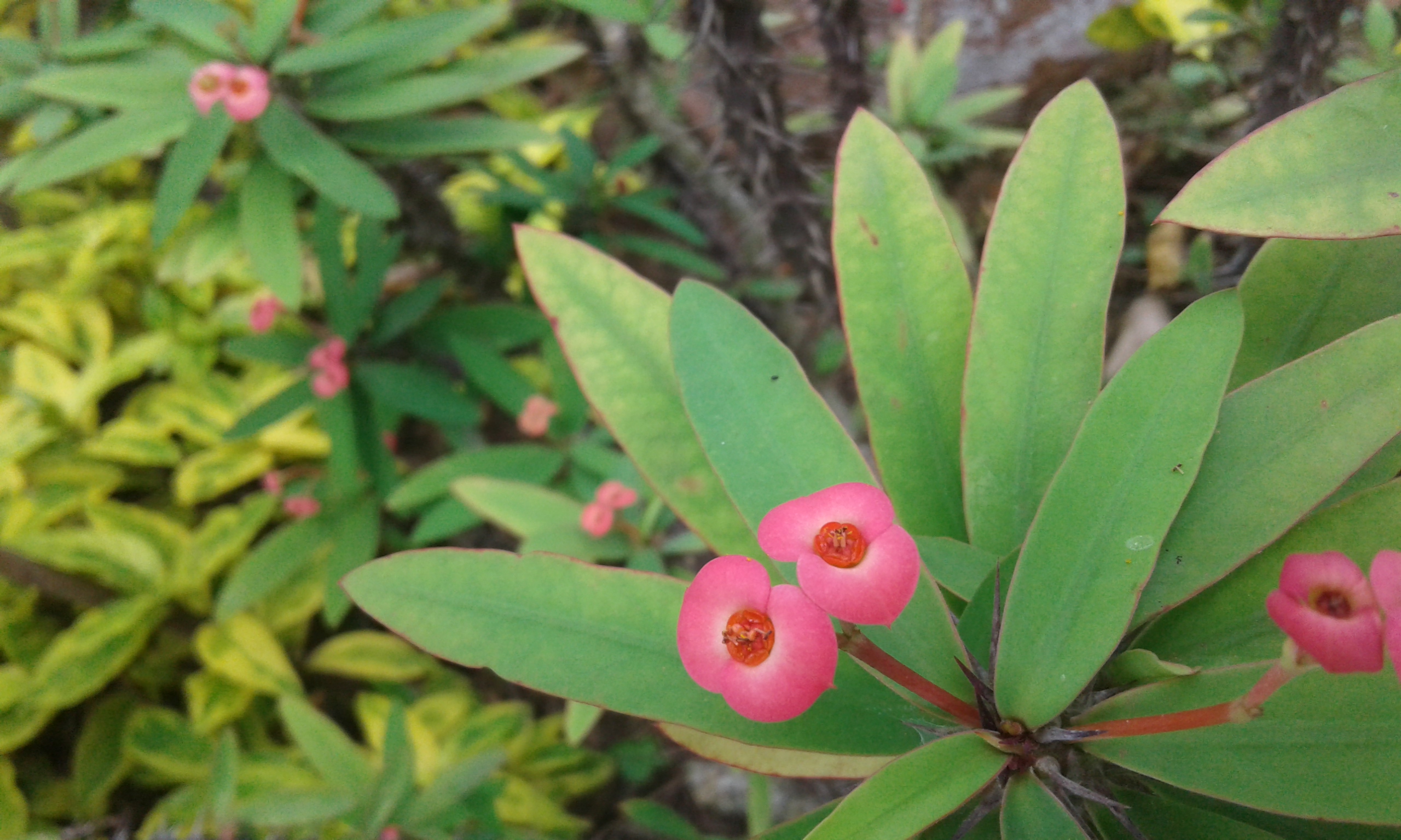 Euphorbia Mili, or Crown of Thorns, houseplant in US, landscaping ...