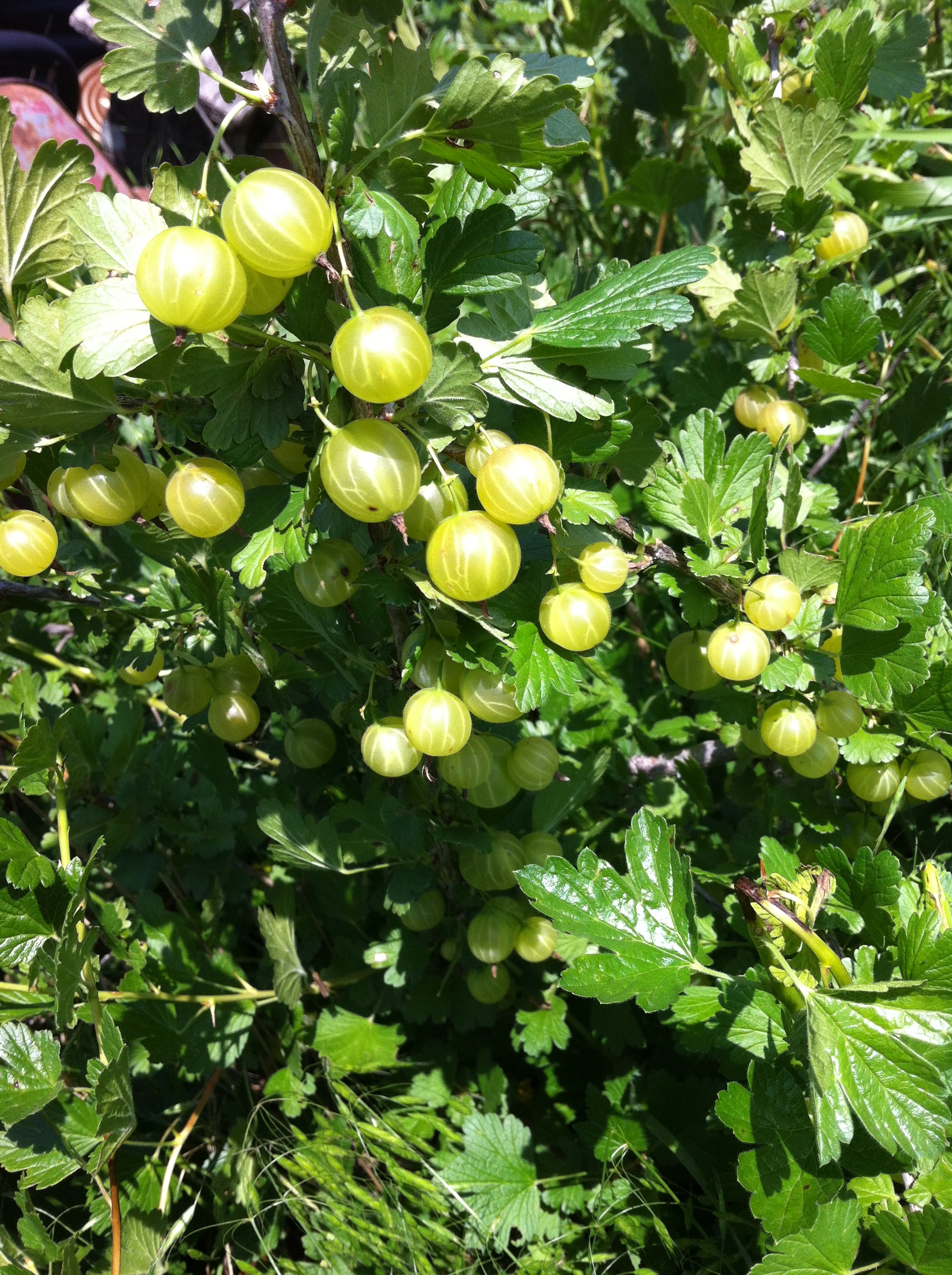 Is Gooseberry Cane Thorny? - General Fruit Growing - Growing Fruit