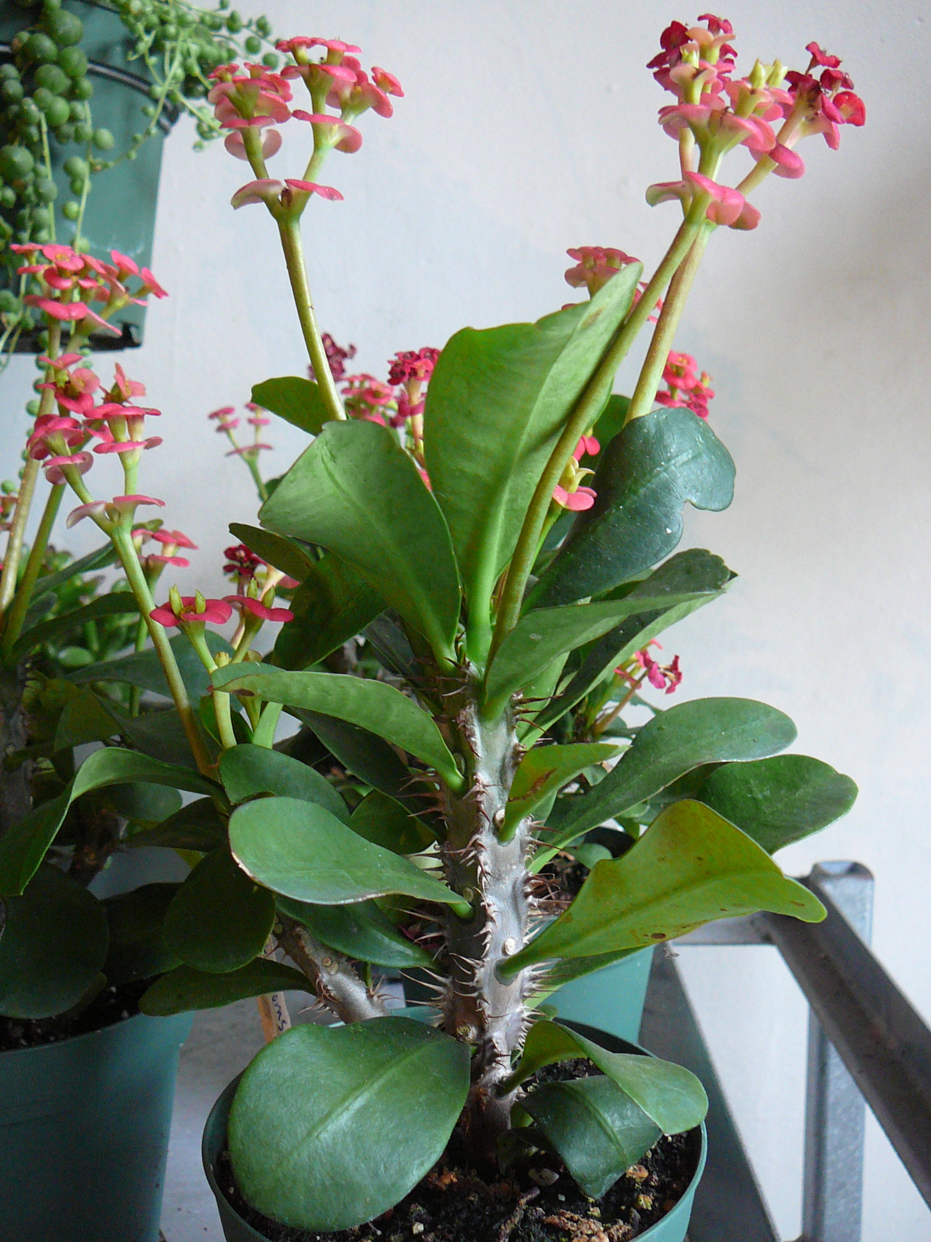 Crown of Thorns – Euphorbia Milii | The Palm Room