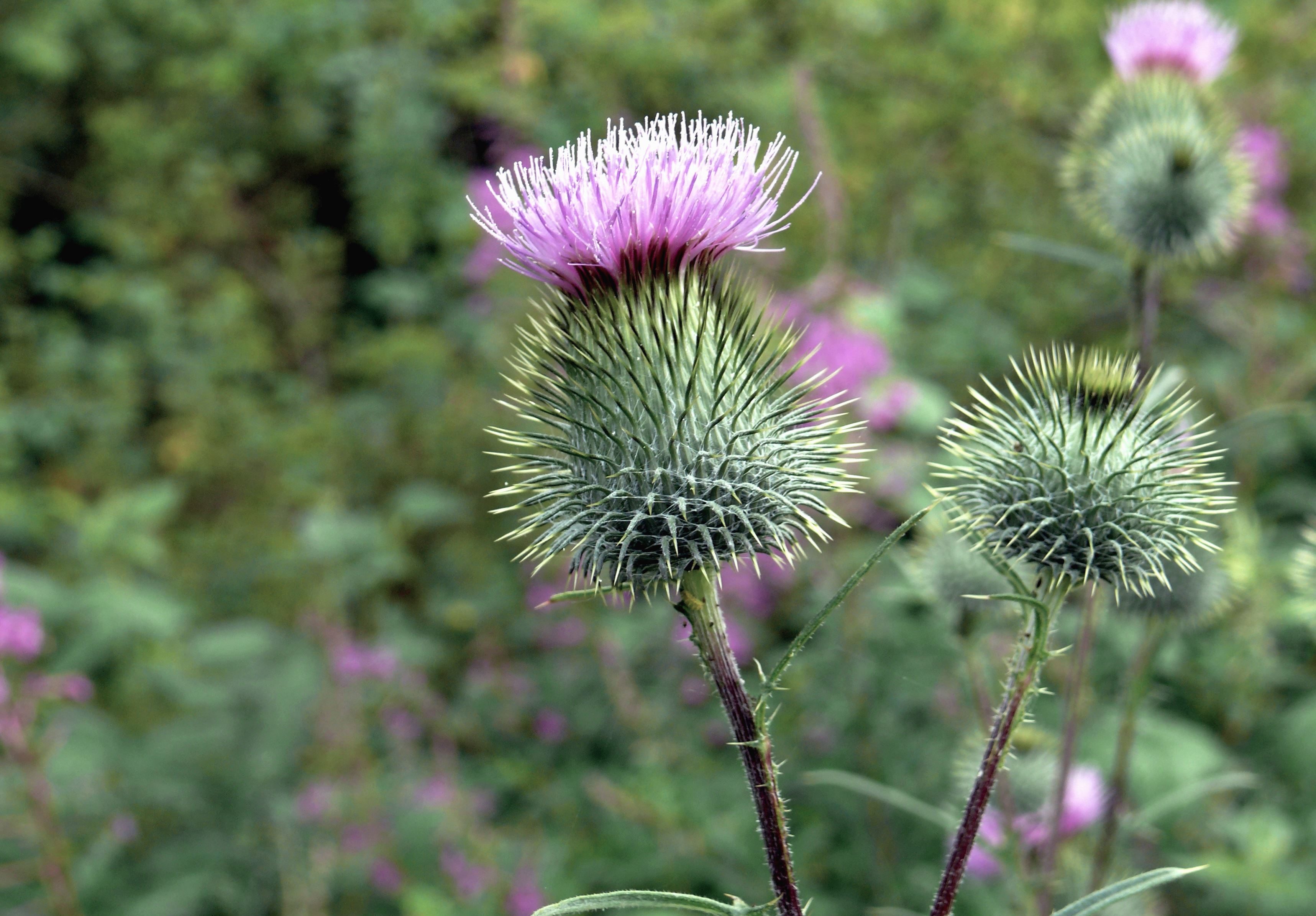 Free picture: thistle, flower, thorn, plant, wildflower, haulm