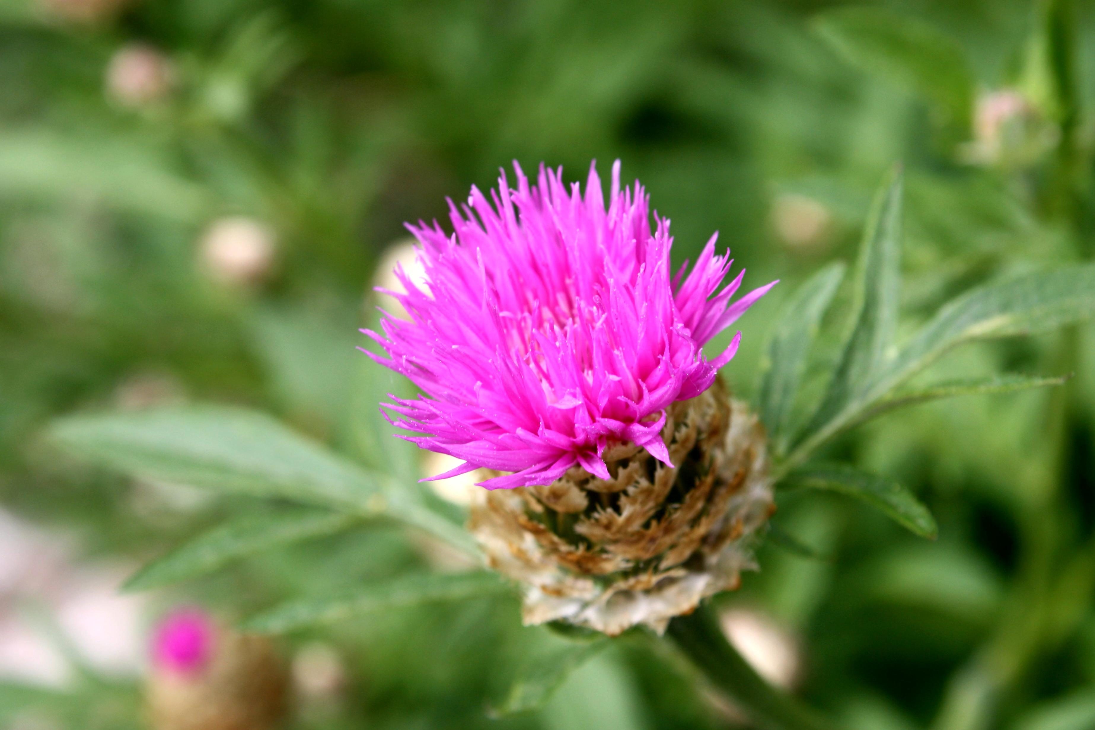 Free picture: thistle flower, thorny purple flower, thorns