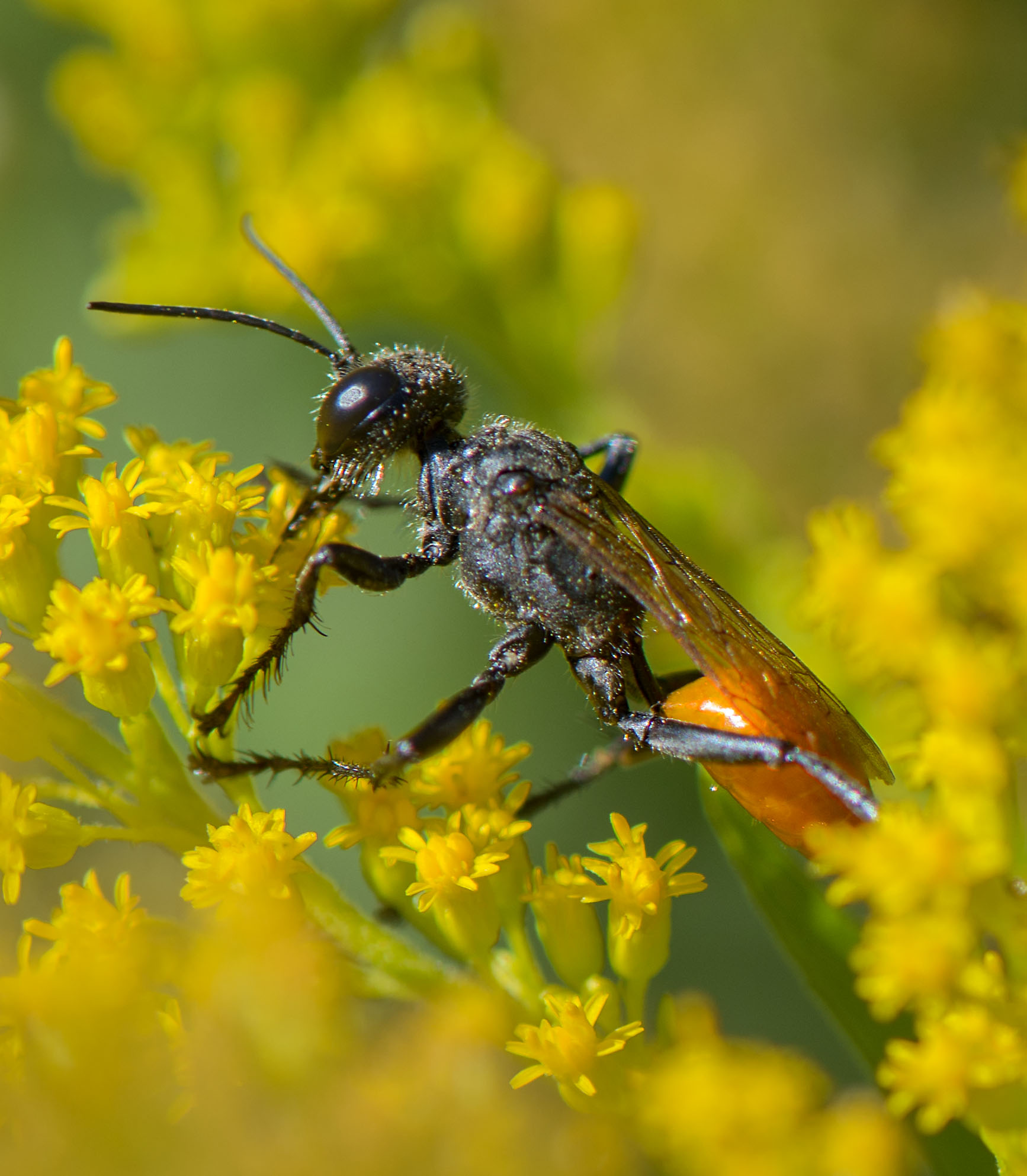 Thread Waisted Wasp – nature has no boss