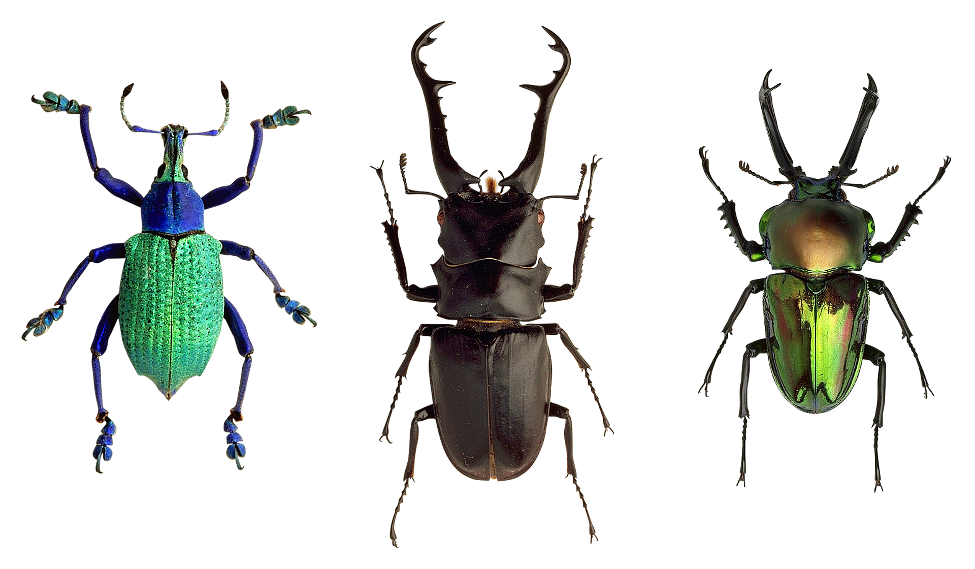 Three Beetles, Animal, Beetle, Closeup, Insect, HQ Photo