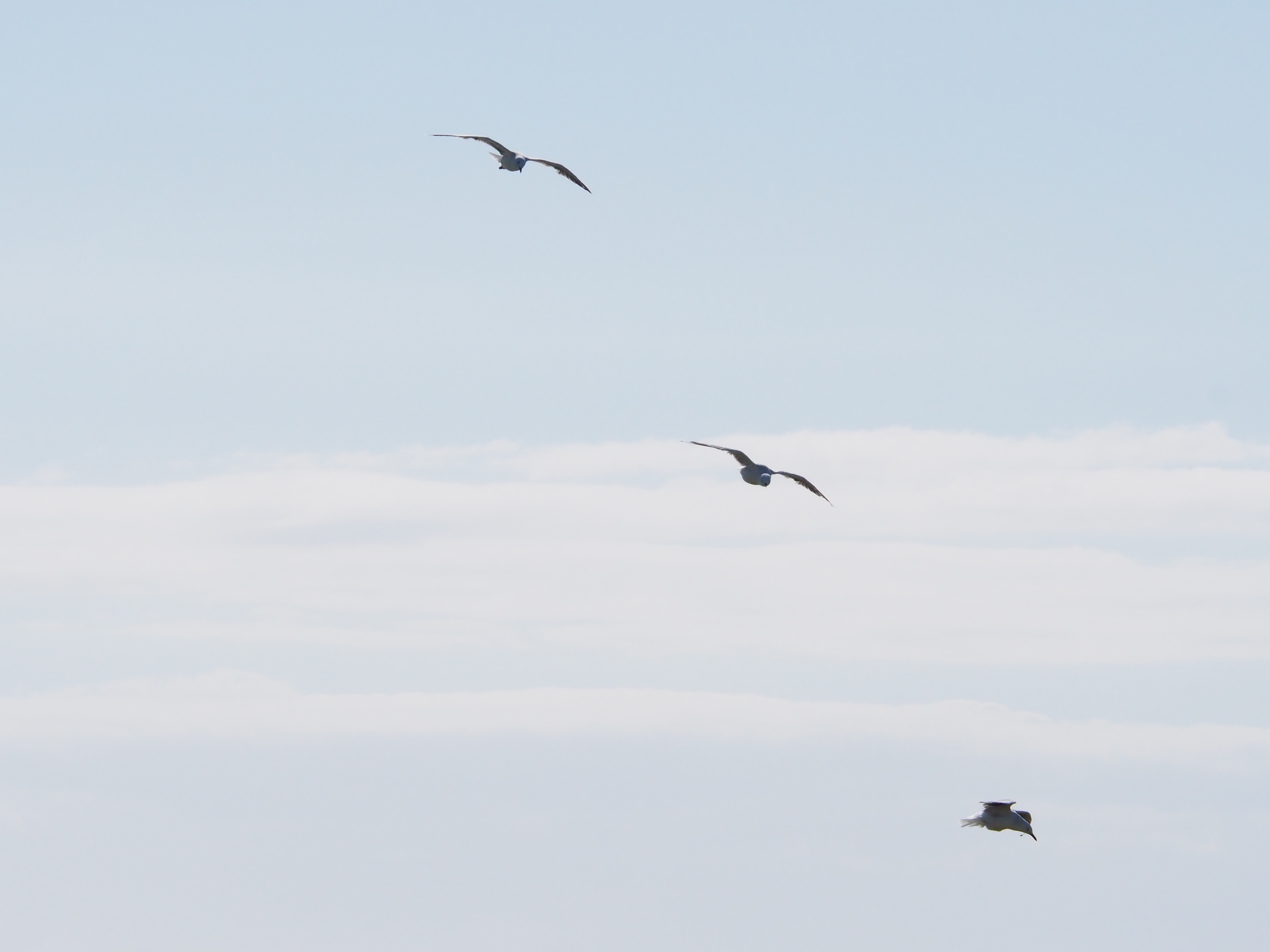 Three birds flying under blue sky at daytime photo