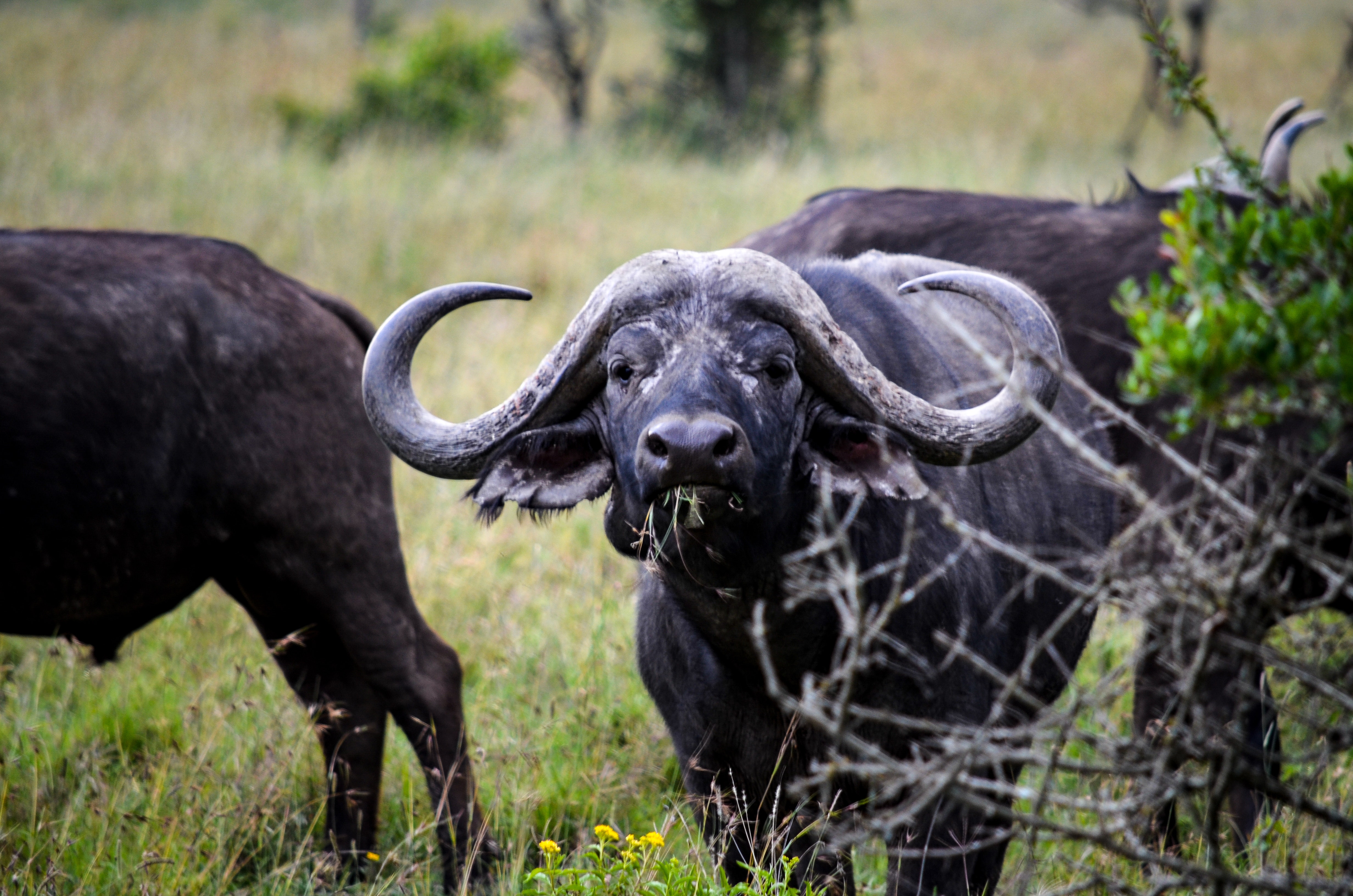 Three Black Water Buffalos, Horn, Wild, Sheep, Safari, HQ Photo