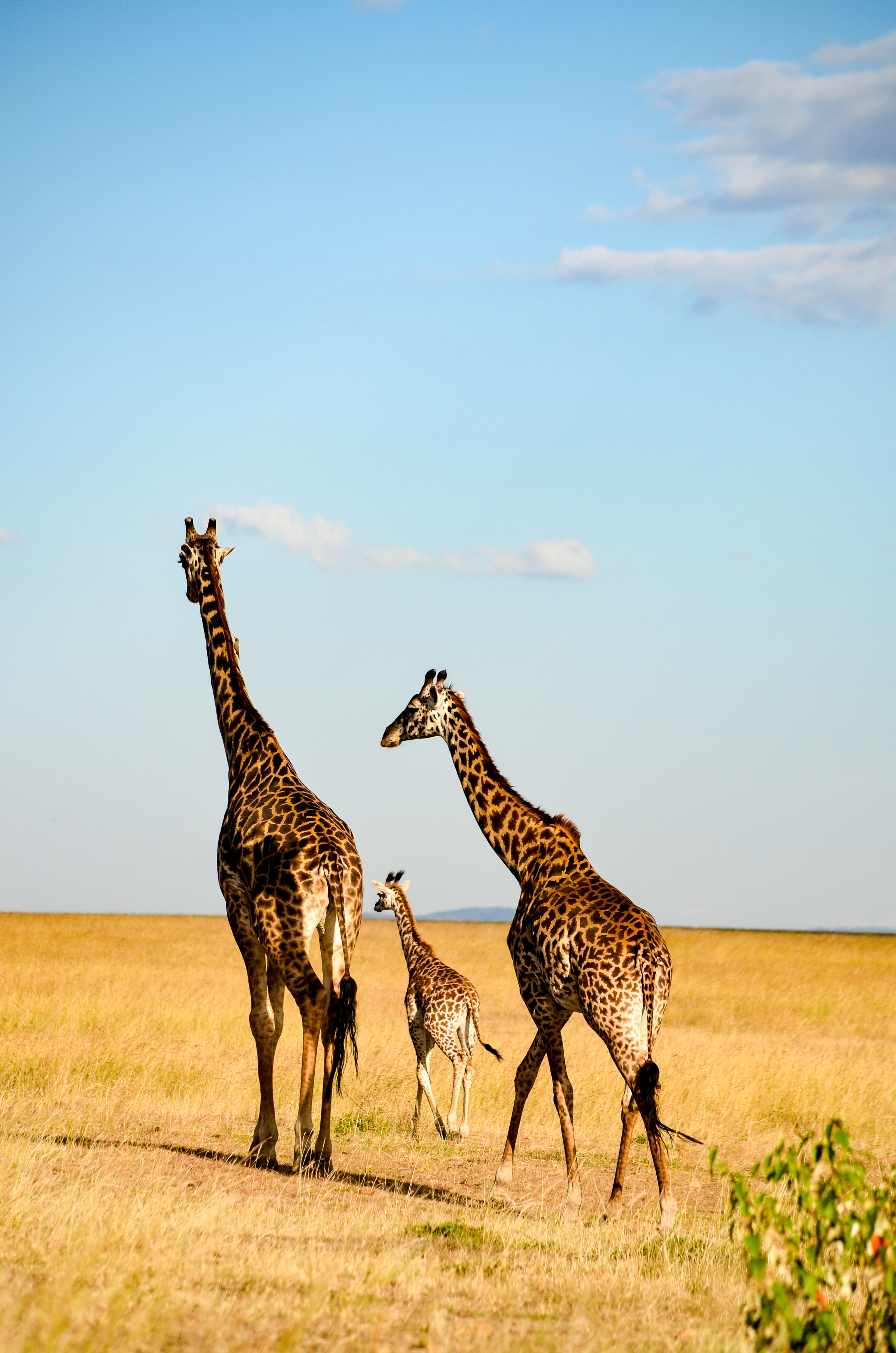 Three brown-and-black giraffes walking photo