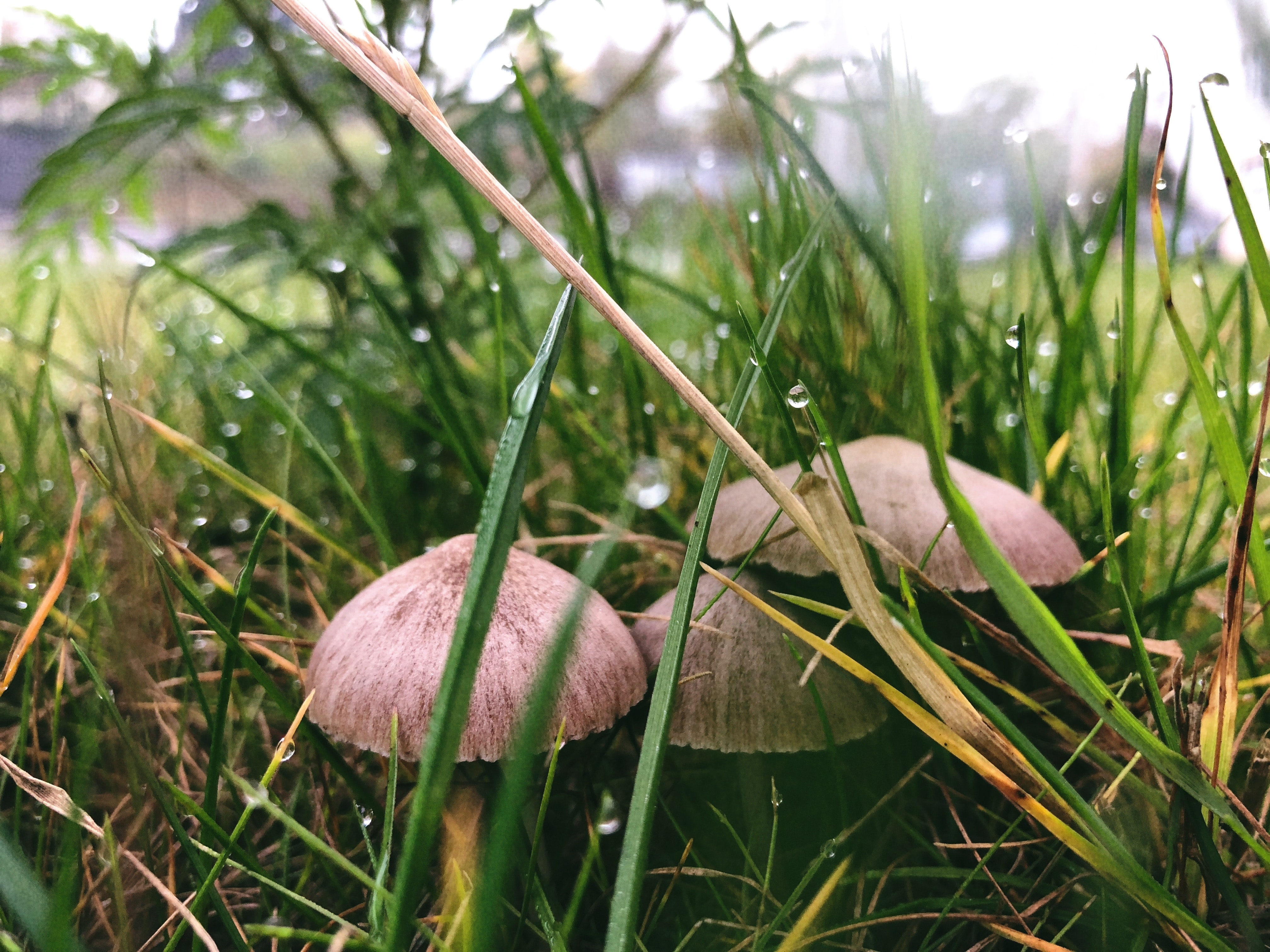 Three brown buttom mushrooms beside grasses photo