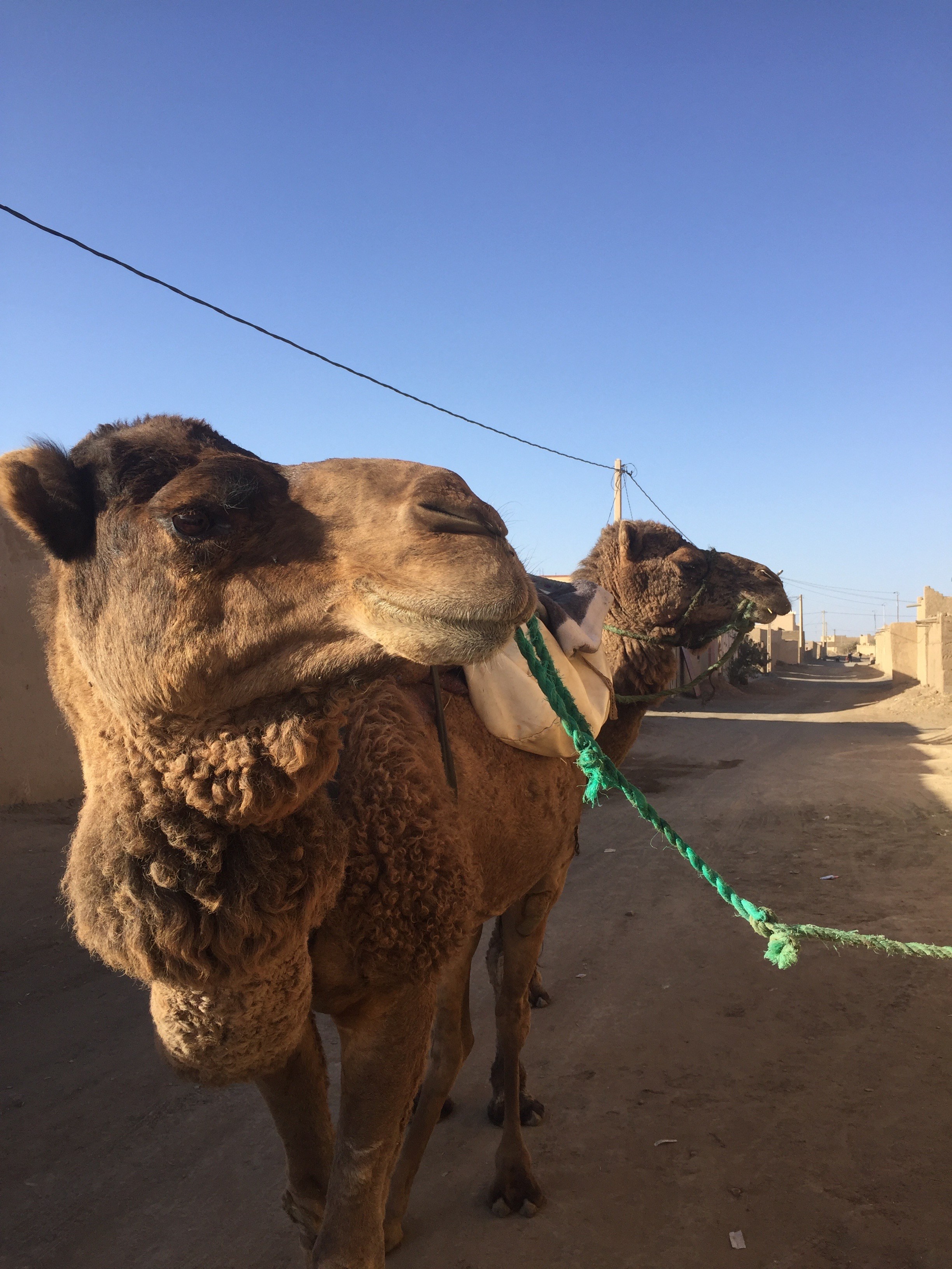 Camel Trek in the Sahara - the modern magellan
