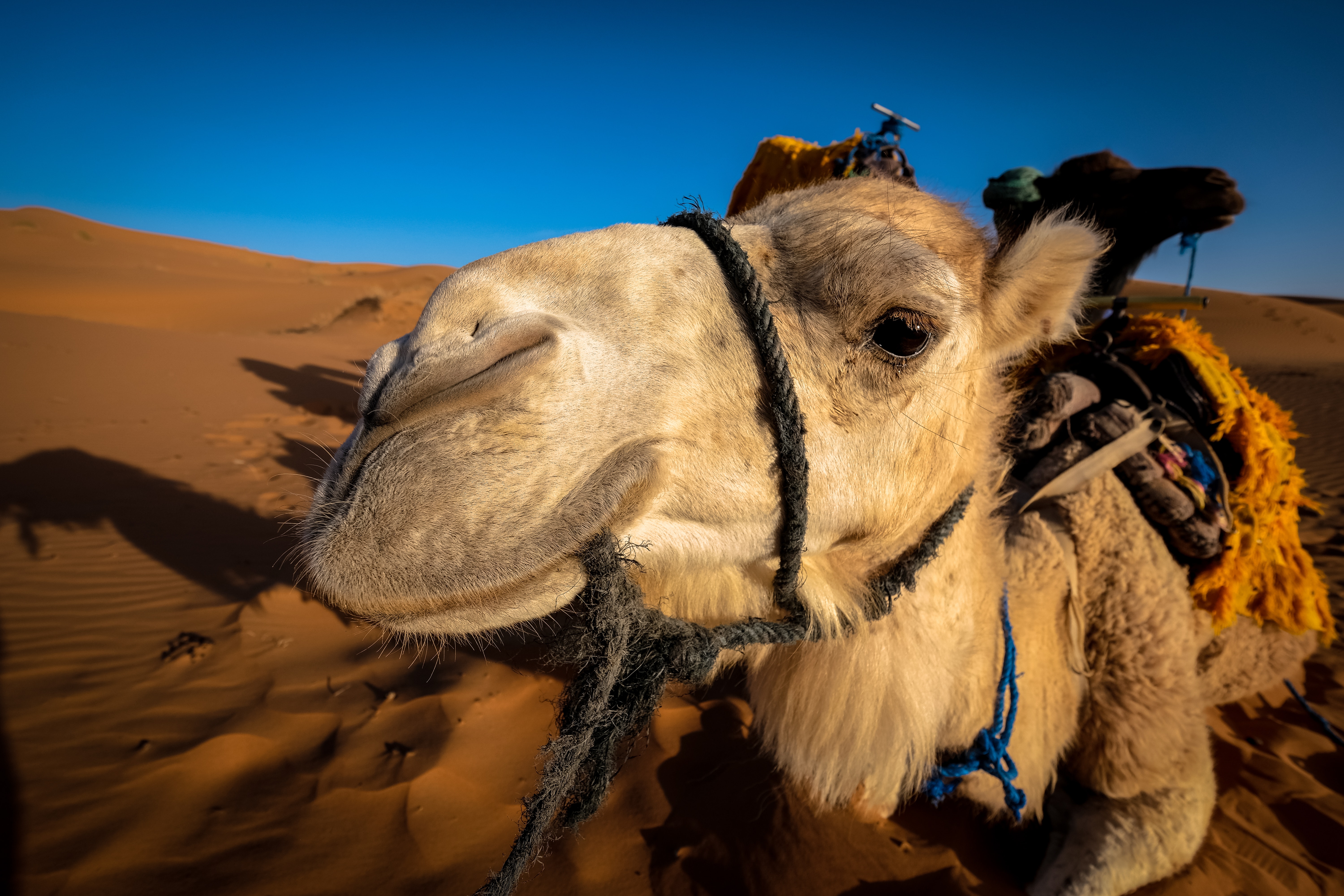 37 Humpy Camel Images · Pexels · Free Stock Photos