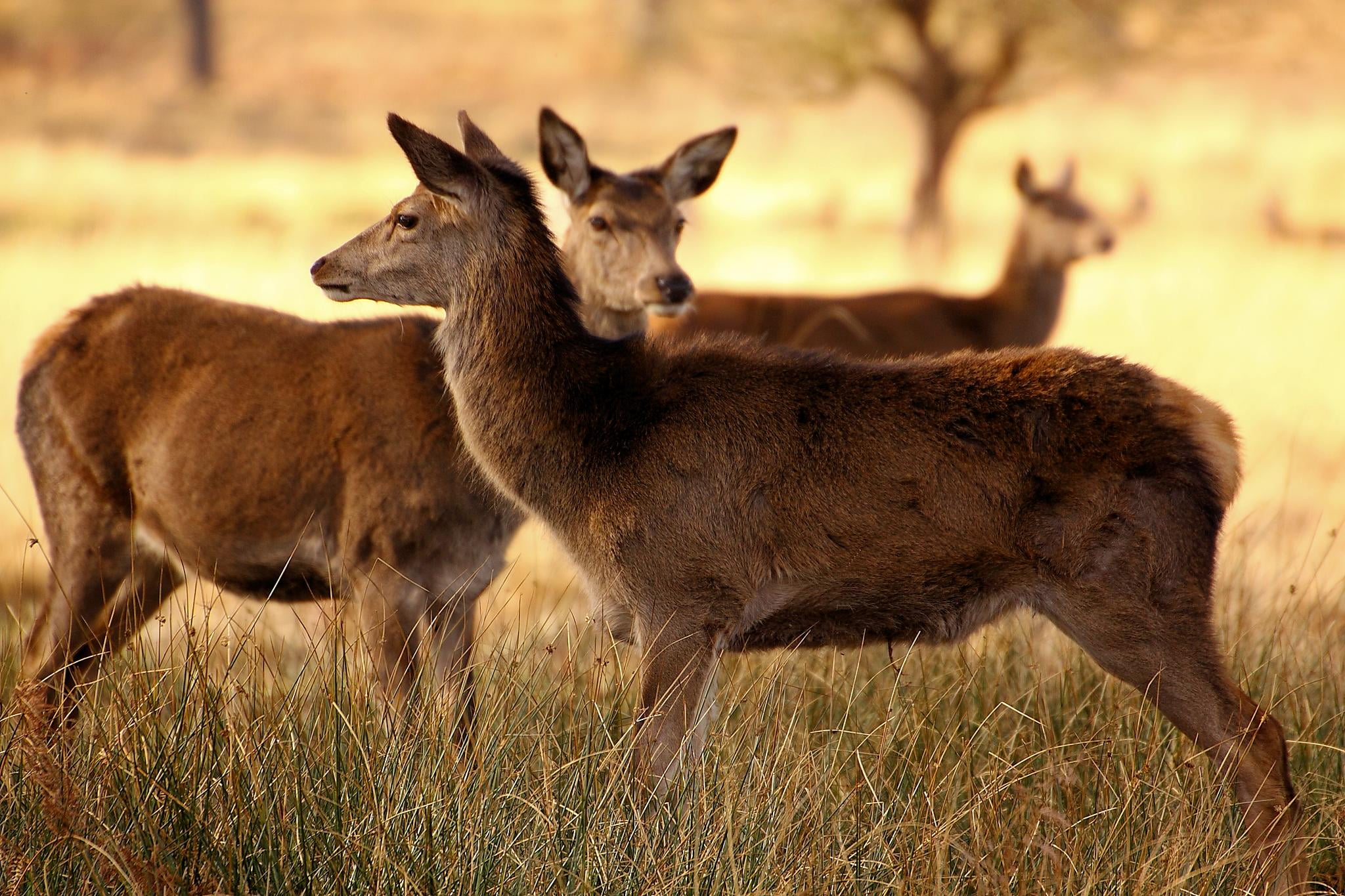 Three brown deer on green grass, richmond park HD wallpaper ...