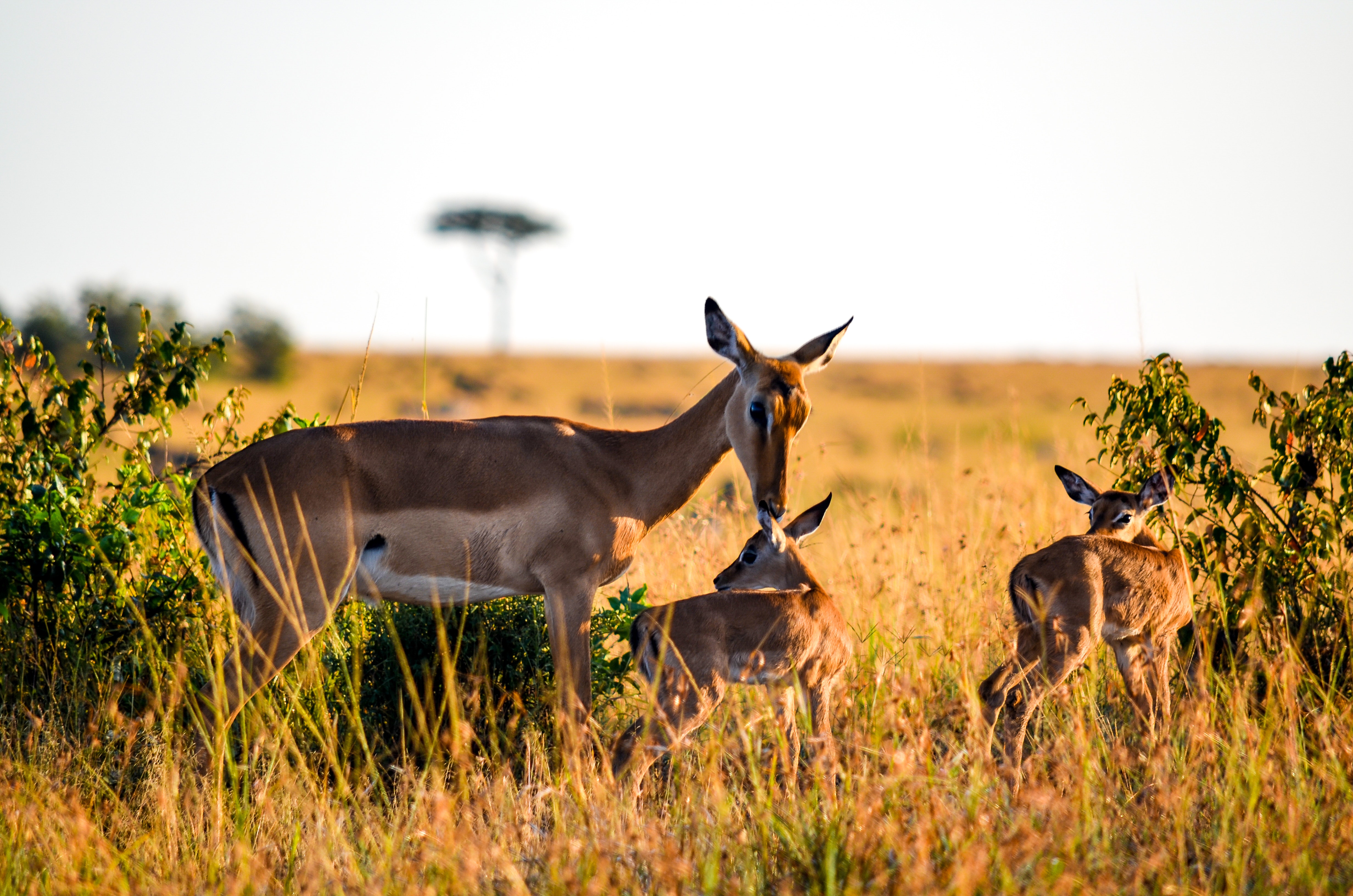 Three Brown Deers, Adult, Savannah, Natural parkland, Nature, HQ Photo