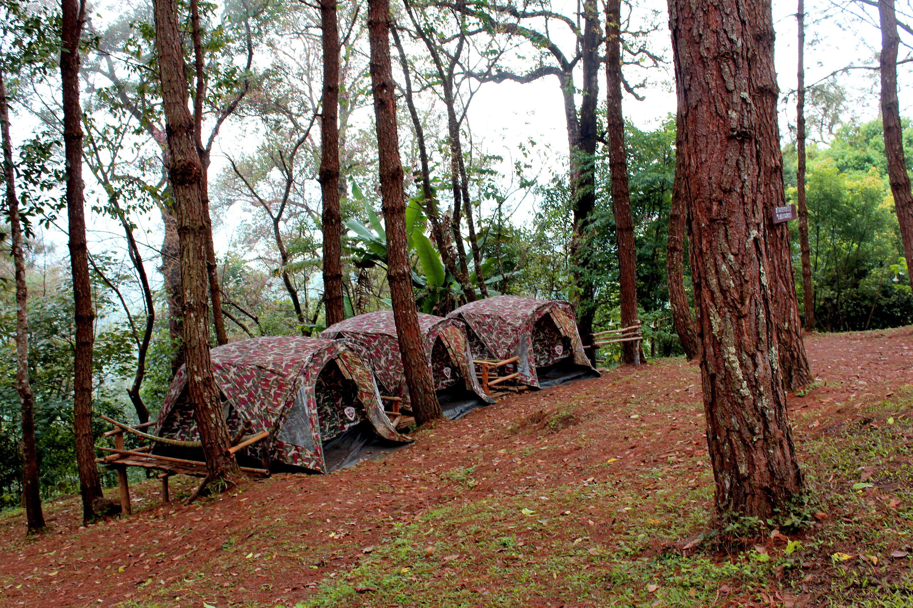 Three brown tents beside green leaf trees photo