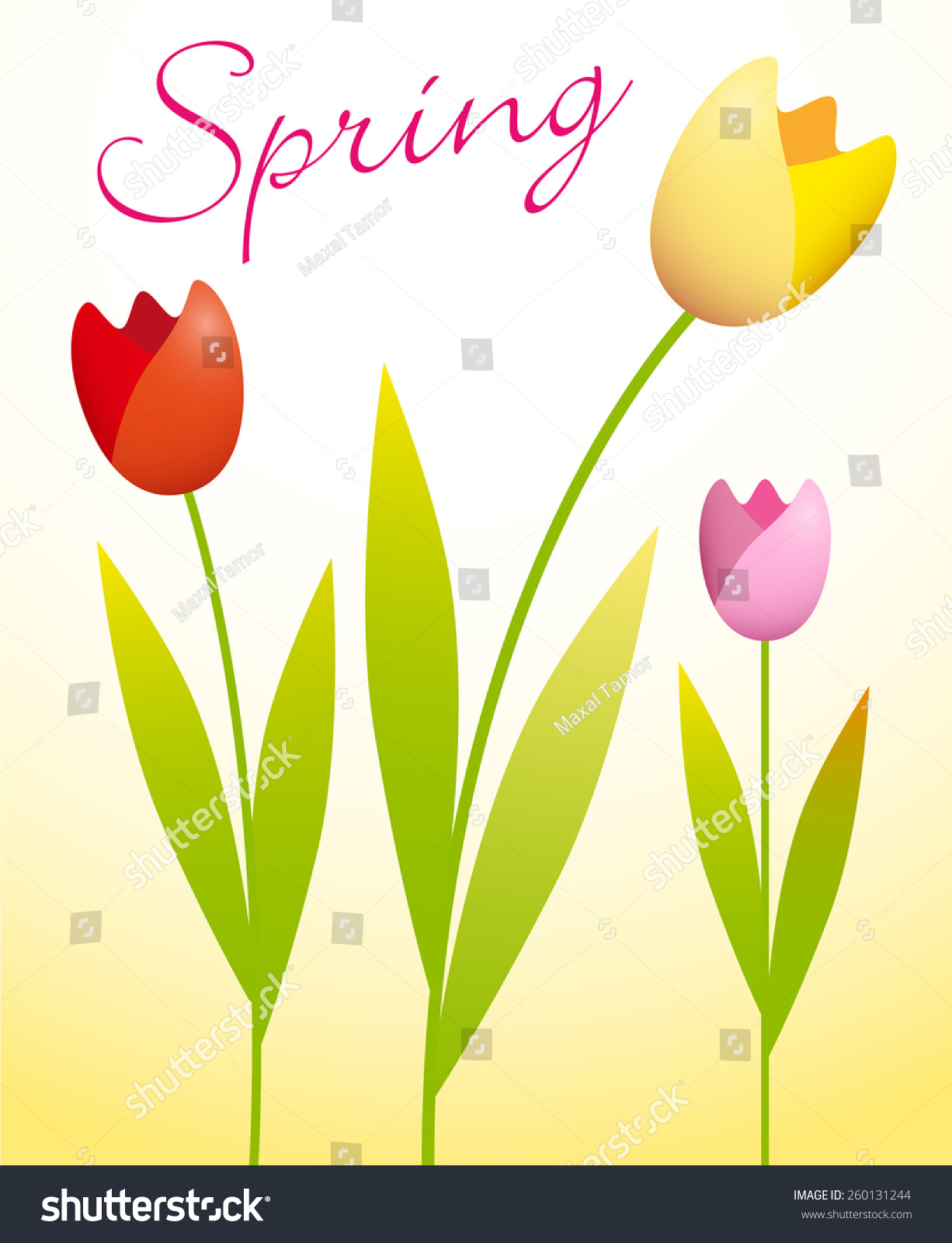 Three Colorful Tulips On Spring Background Stock Vector 260131244 ...