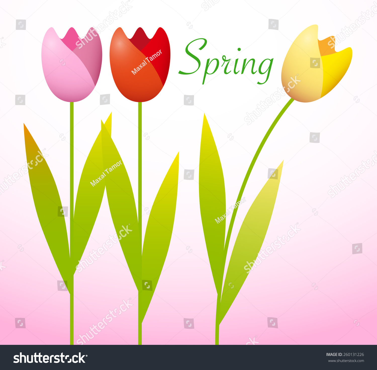 Three Colorful Tulips On Spring Background Stock Vector 260131226 ...