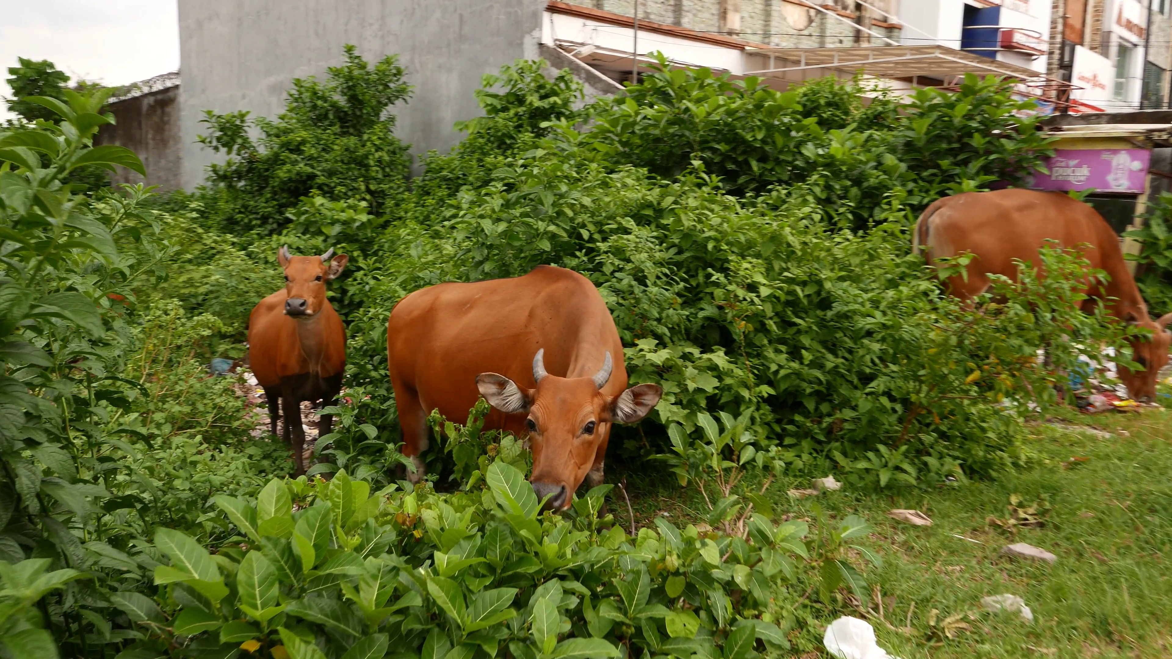 Three cows feeding on waste ground, roadside at village area Stock ...