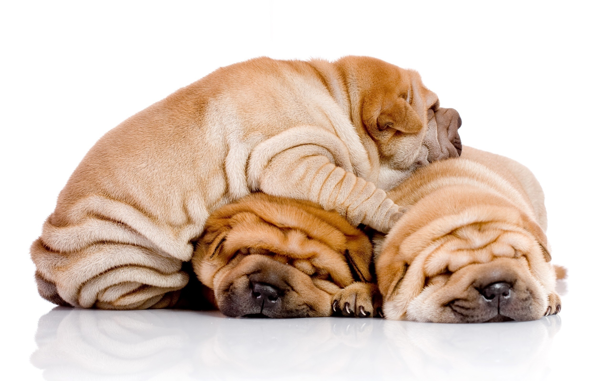 Three puppies shar pei are sleeping on each other wallpapers and ...