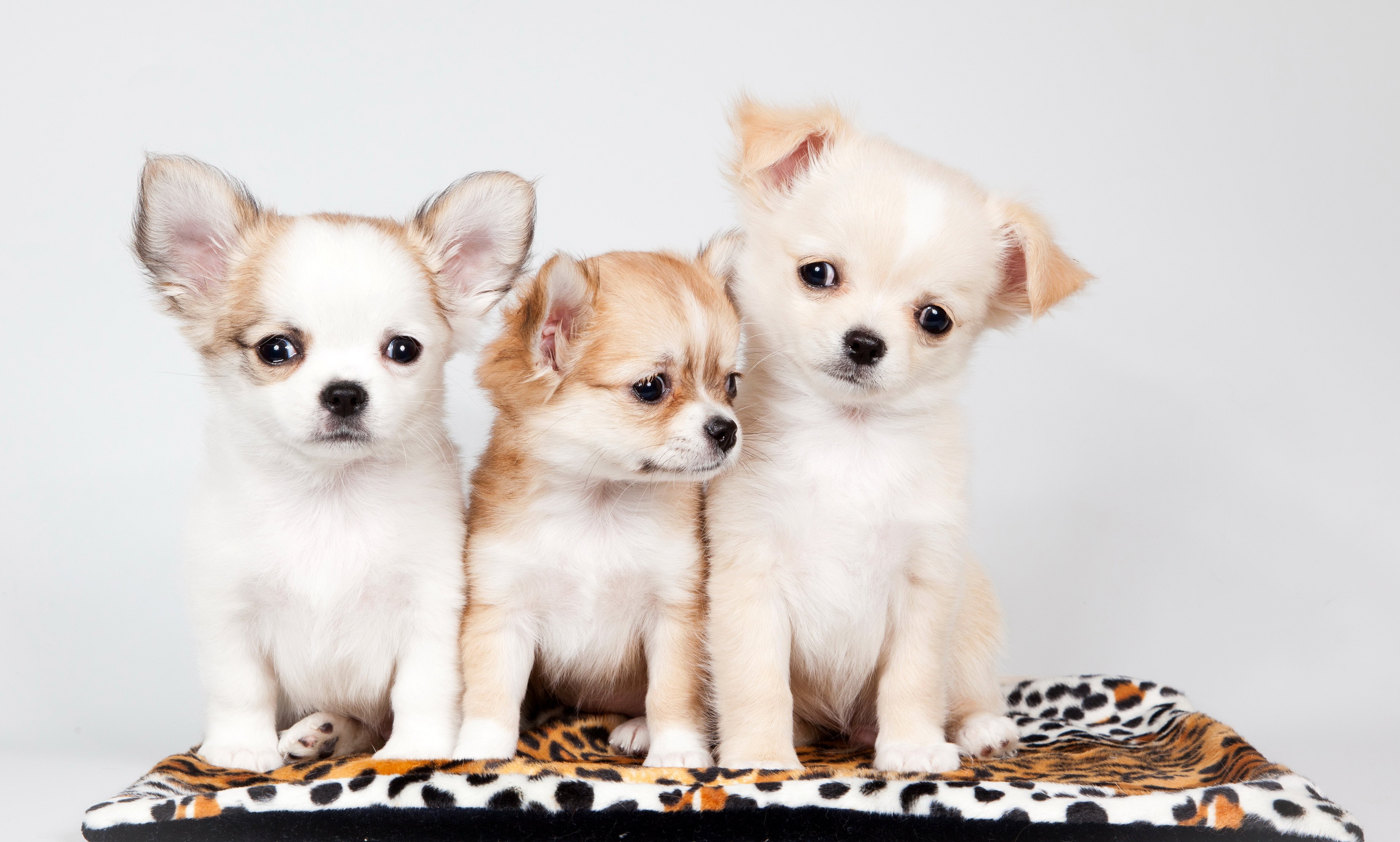Baby Animals: Dogs Animals Baby Carpet Puppy Three Pictures ...
