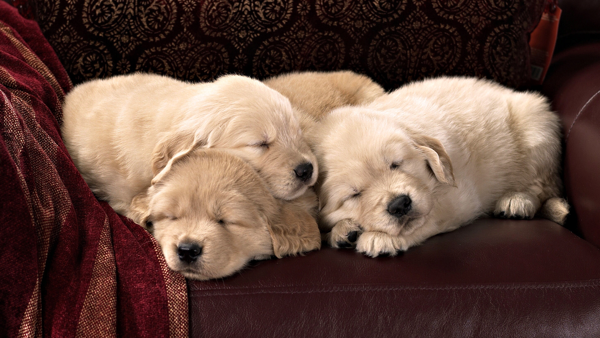 Wallpaper : puppies, labradors, kids, sleep 1920x1080 - wallup ...