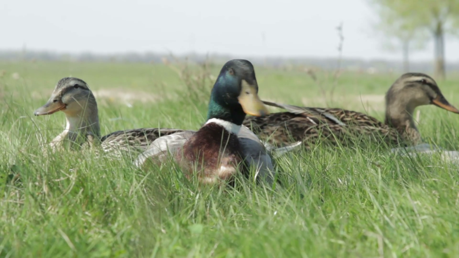 Three ducks in grass Stock Video Footage - VideoBlocks