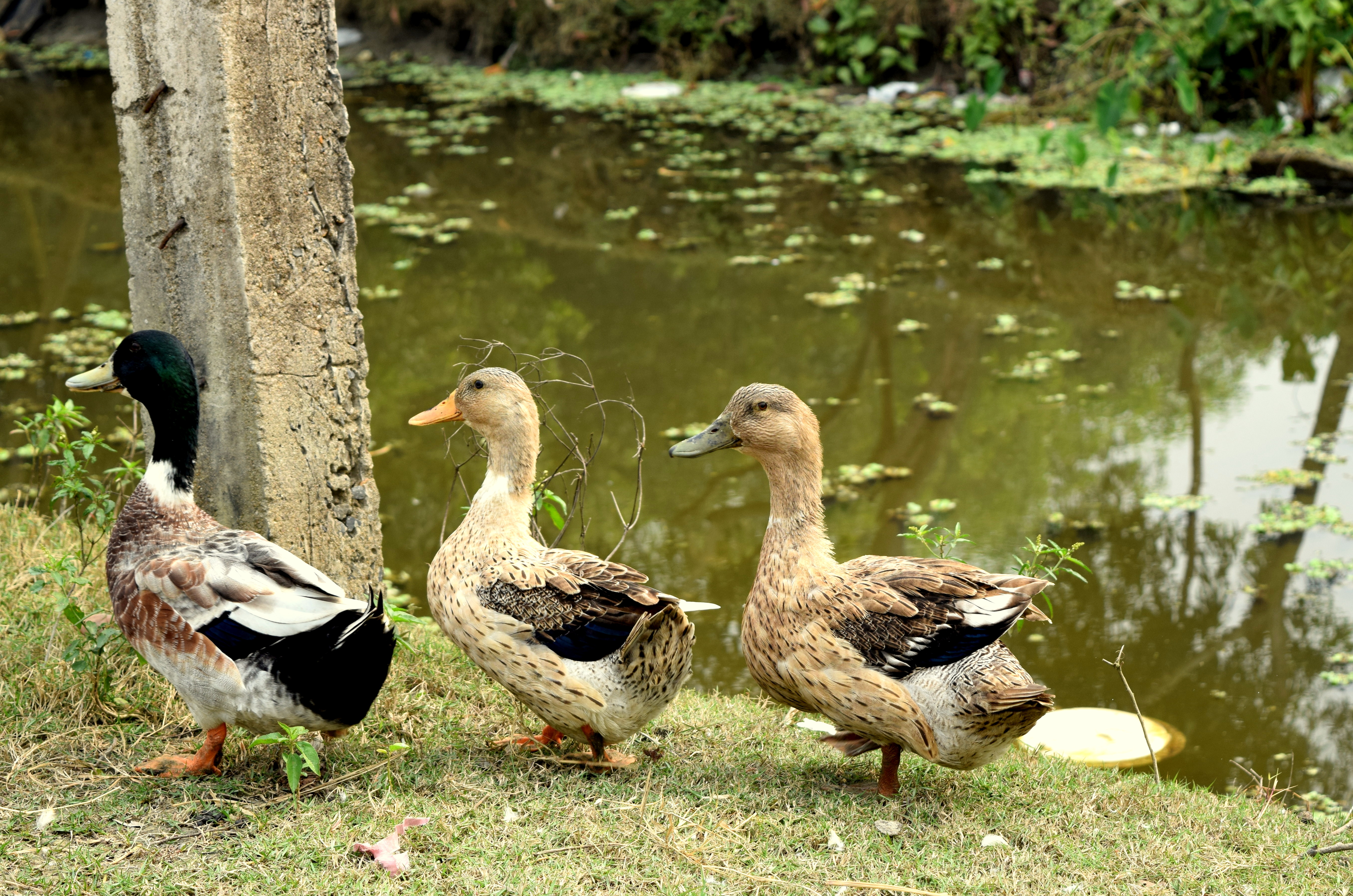 Three ducks photo