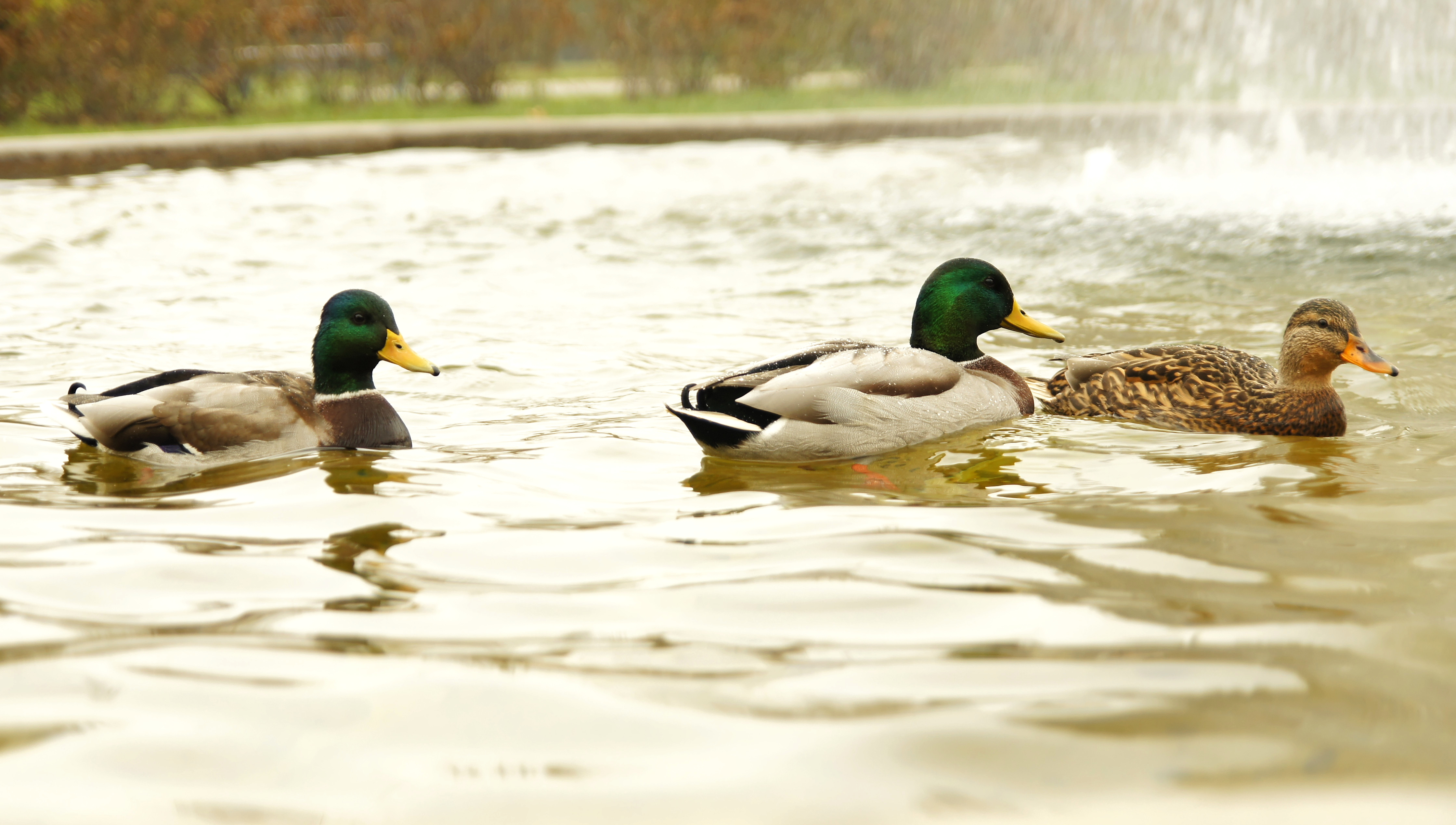 Three wild ducks at water - Our Great Photos
