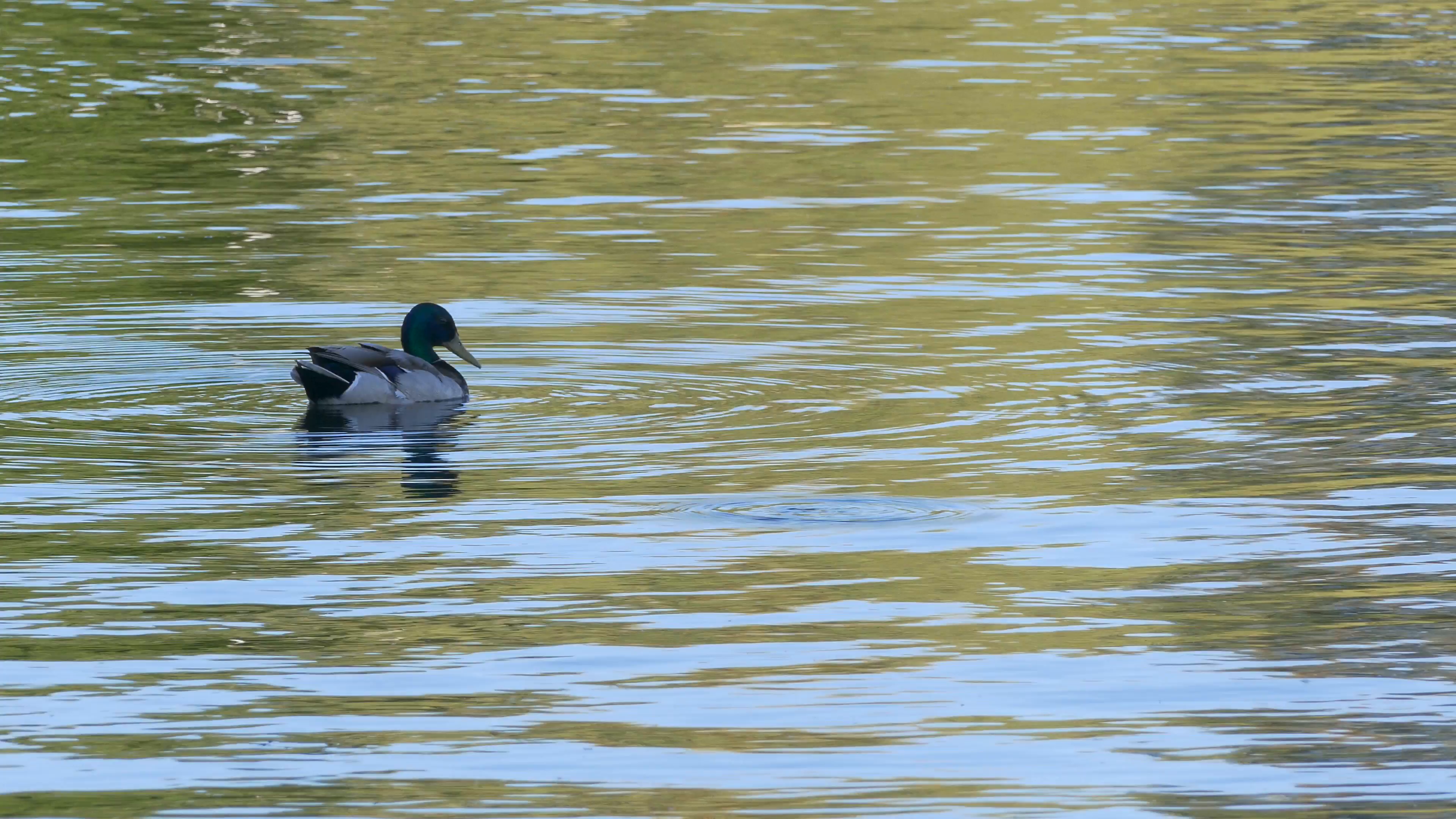 Ungraded: Three ducks swimming in the water, crossing the frame ...