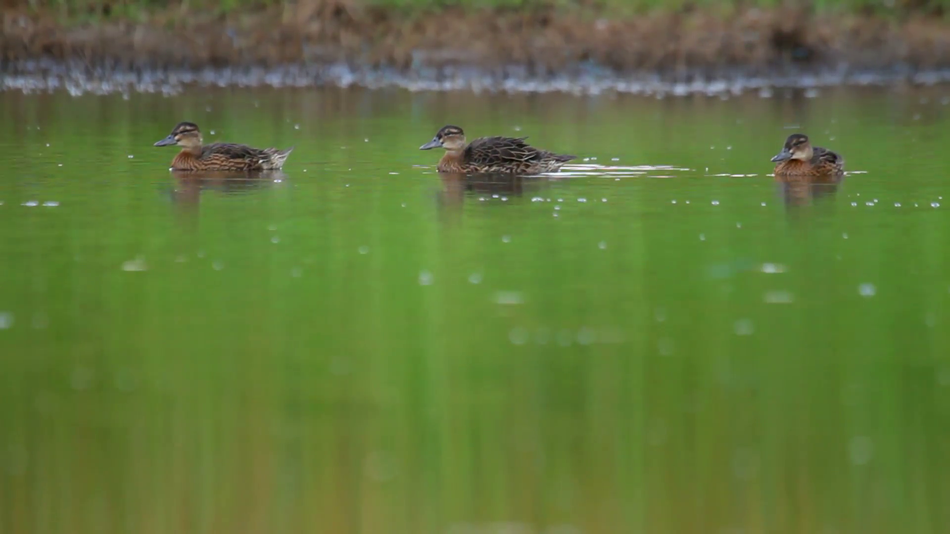 Three ducks swimming in pond in the rural landscape. Garganey Stock ...