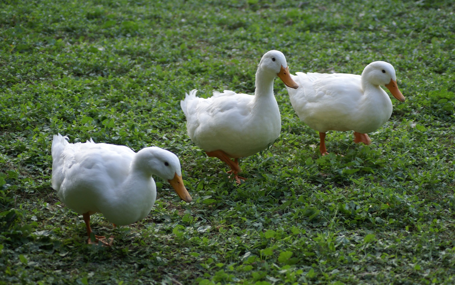Three Ducks Free Stock Photo - Public Domain Pictures