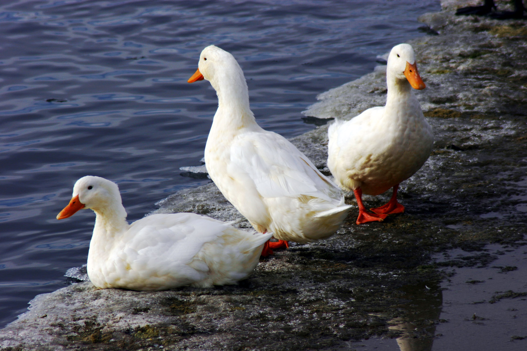 View image - Three White Ducks - Abstract Influence